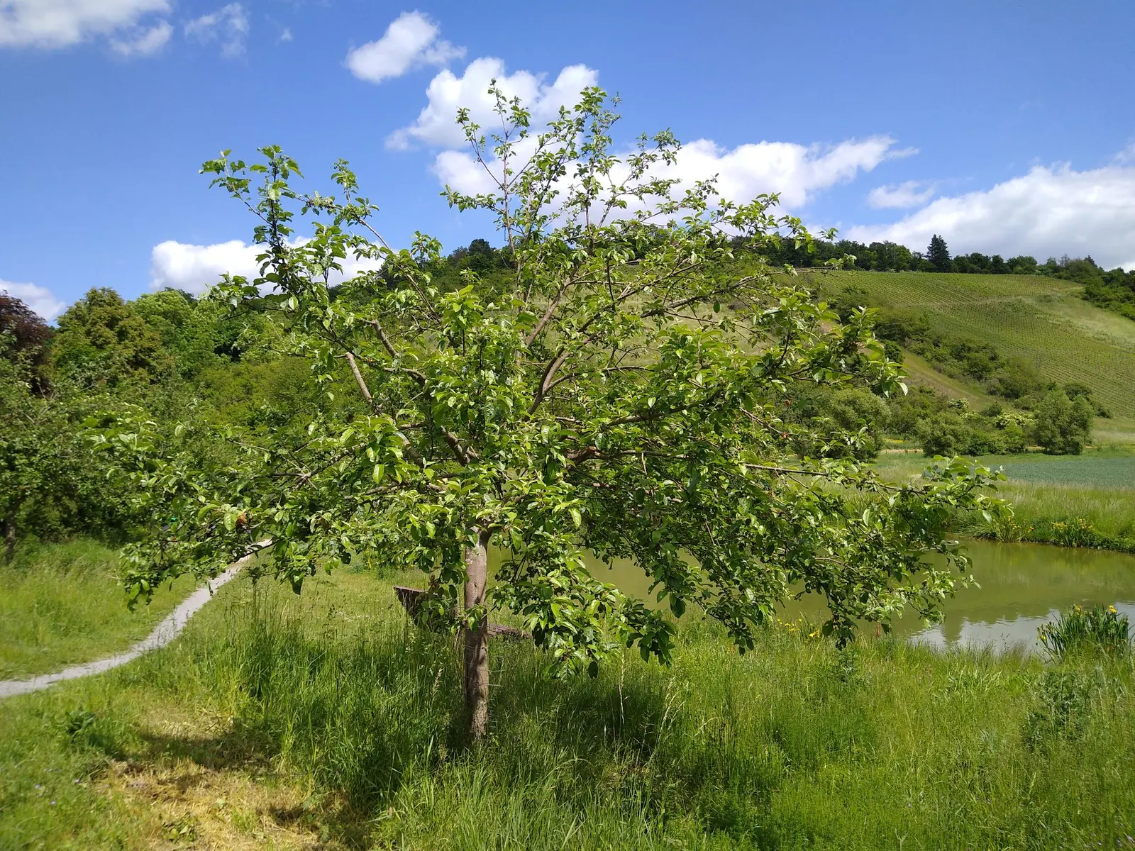 Domestic Apple (Malus Domestica) — is a deciduous tree widely celebrated for its delightful fruit production and ornamental value; the Domestic, image 92