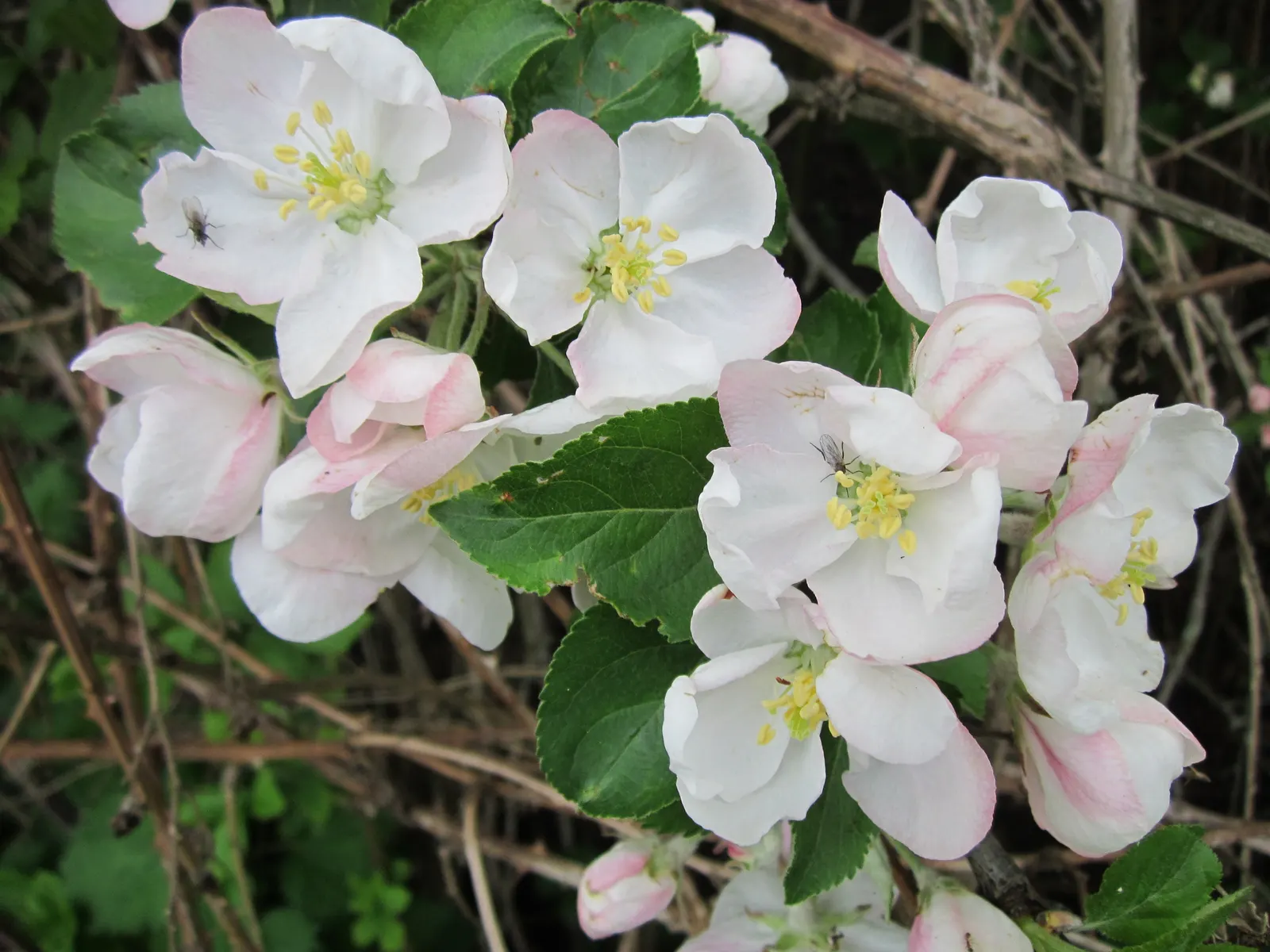 Domestic Apple (Malus Domestica) — It boasts a spread of 10 to 14 feet, creating a rounded canopy