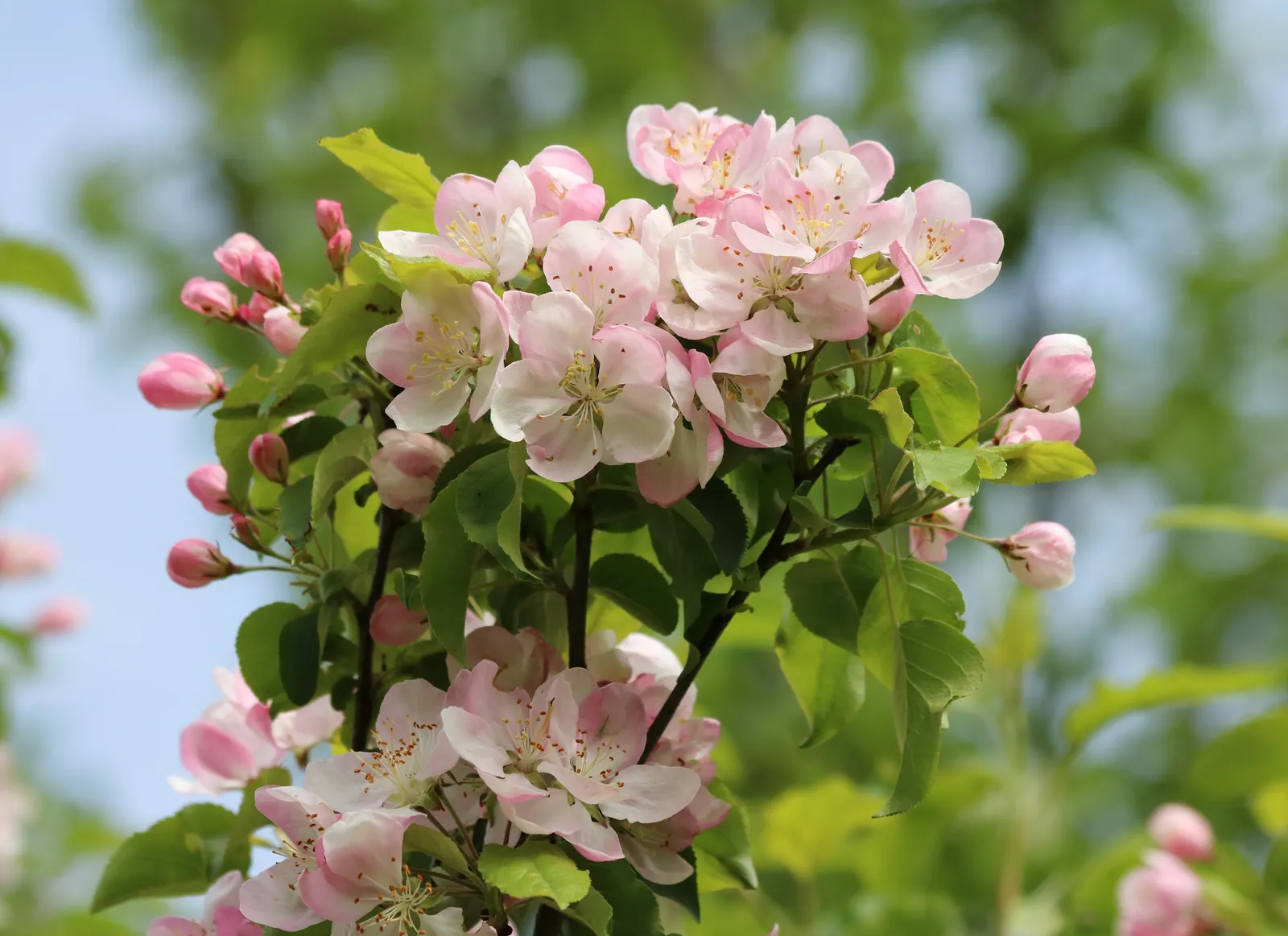 Domestic Apple (Malus Domestica) — is a deciduous tree ranging from 12 to 15 feet in height; allowing adequate airflow to promote health and, image 114