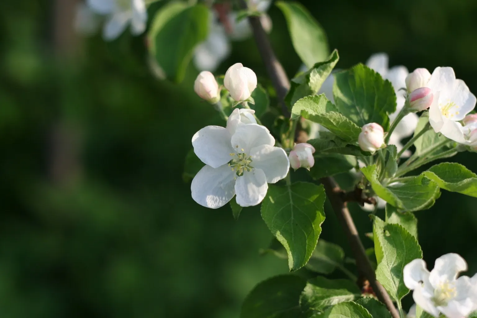 Domestic Apple (Malus Domestica) — to its rich green foliage in the summer; with leaves turning vivid hues of yellow and red.<br><br>When selecting, image 71