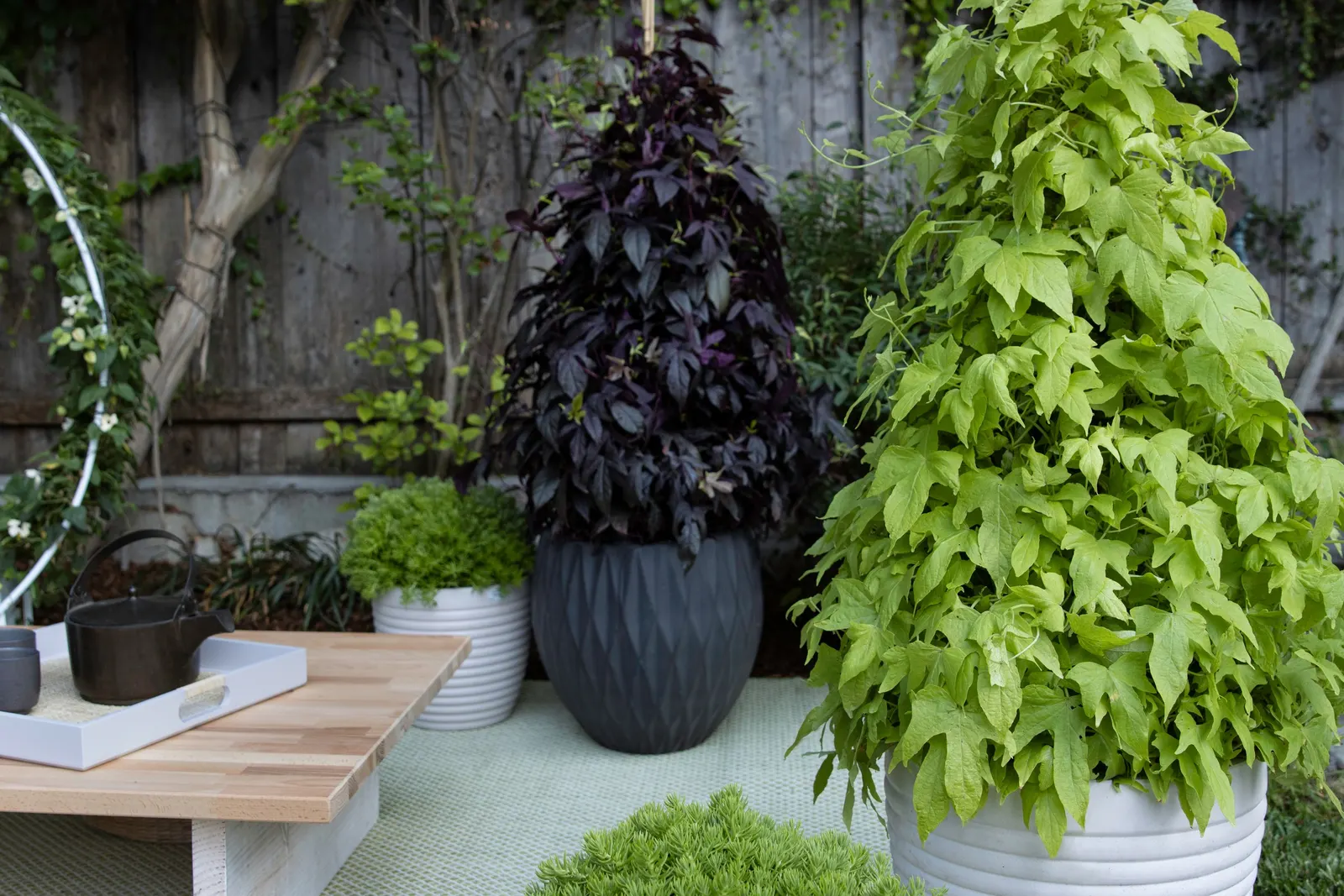 Sweet Caroline Upside™ Key Lime Ornamental Sweet Potato Vine (Ipomoea batatas) — offering a cooling contrast to hot-colored annuals
