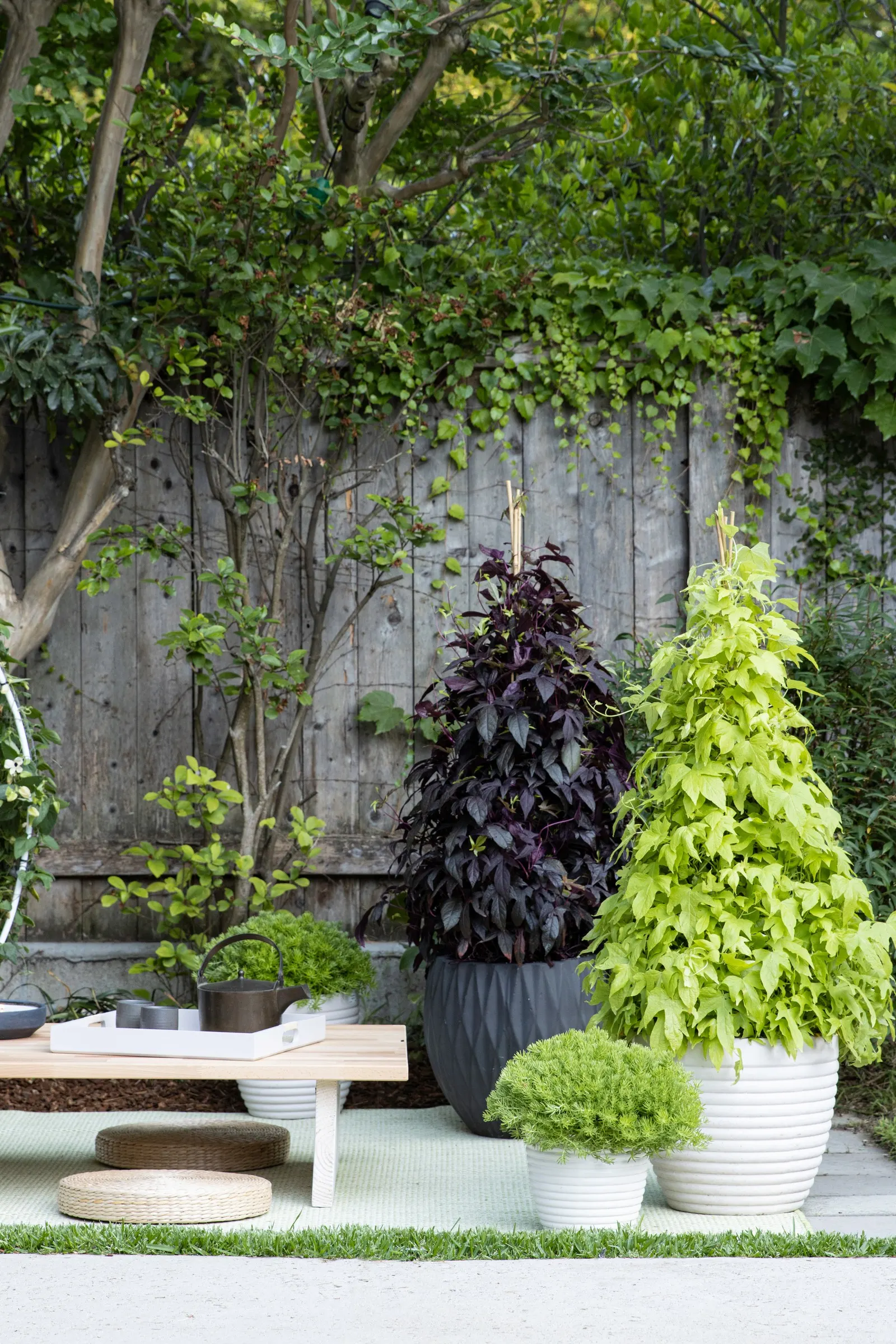 Sweet Caroline Upside™ Key Lime Ornamental Sweet Potato Vine (Ipomoea batatas) — it climbs with enthusiasm while still spilling gracefully over the edge of
