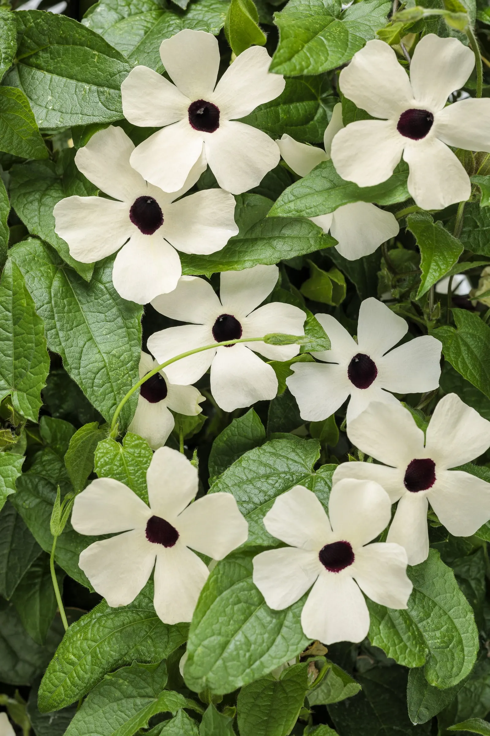 Coconut A-Peel® Black-Eyed Susan Vine (Thunbergia alata) — some gardeners have success overwintering it indoors or in protected conditions