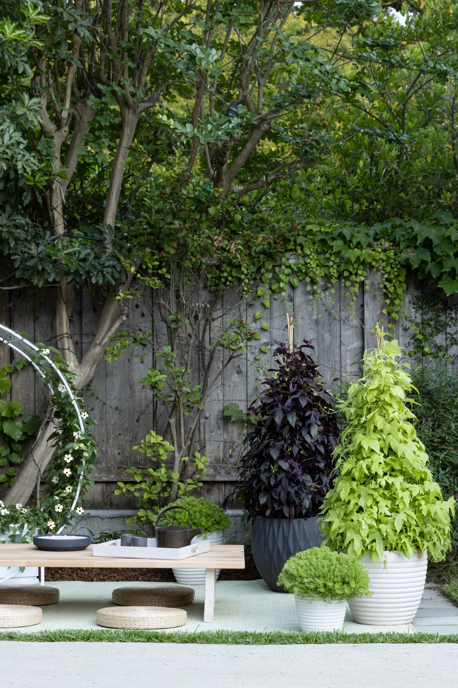 Sweet Caroline Upside™ Key Lime Ornamental Sweet Potato Vine (Ipomoea batatas) — is a luminous foliage annual with a fresh
