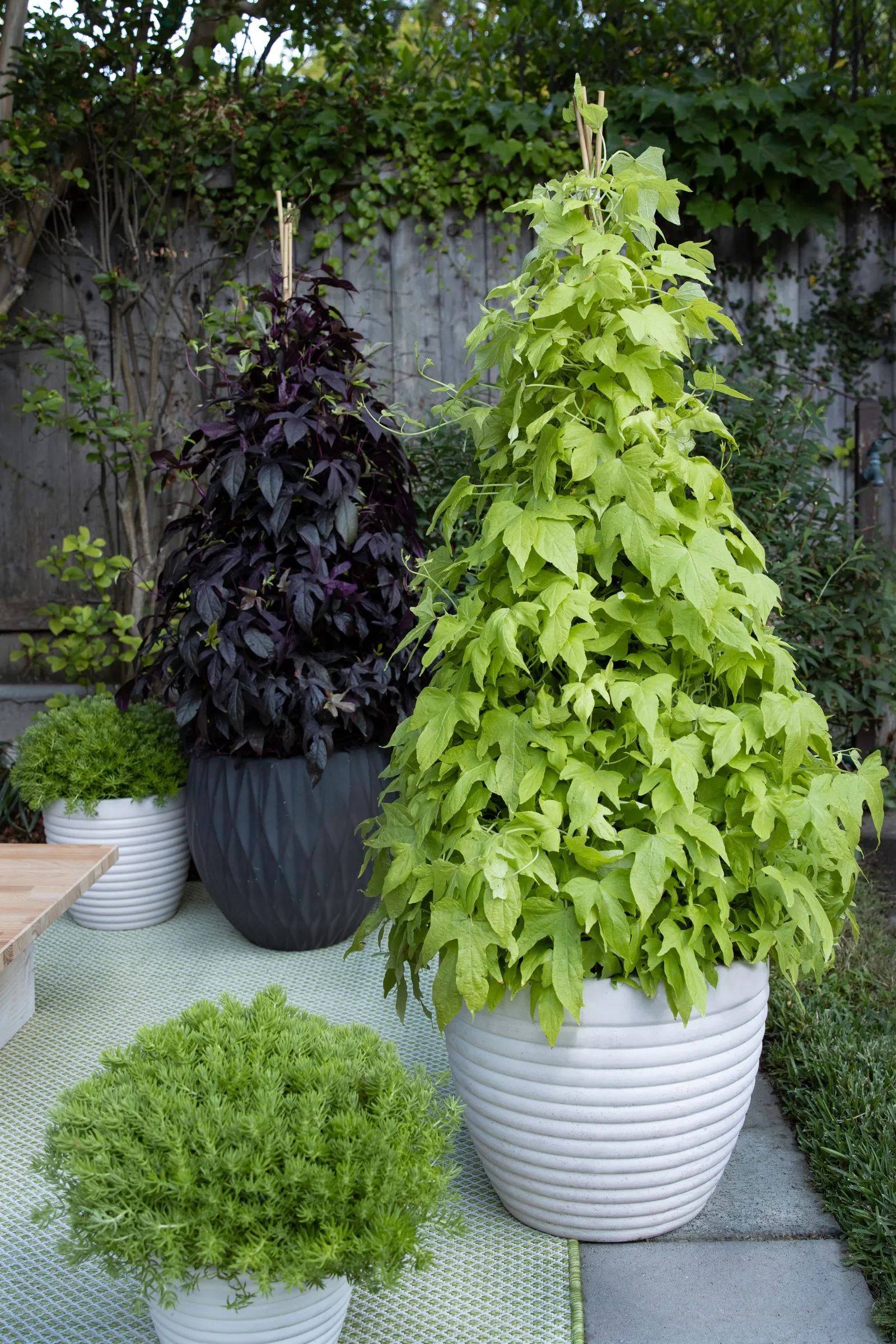 Sweet Caroline Upside™ Key Lime Ornamental Sweet Potato Vine (Ipomoea batatas) — typically reaching 36 to 72 inches tall when given support