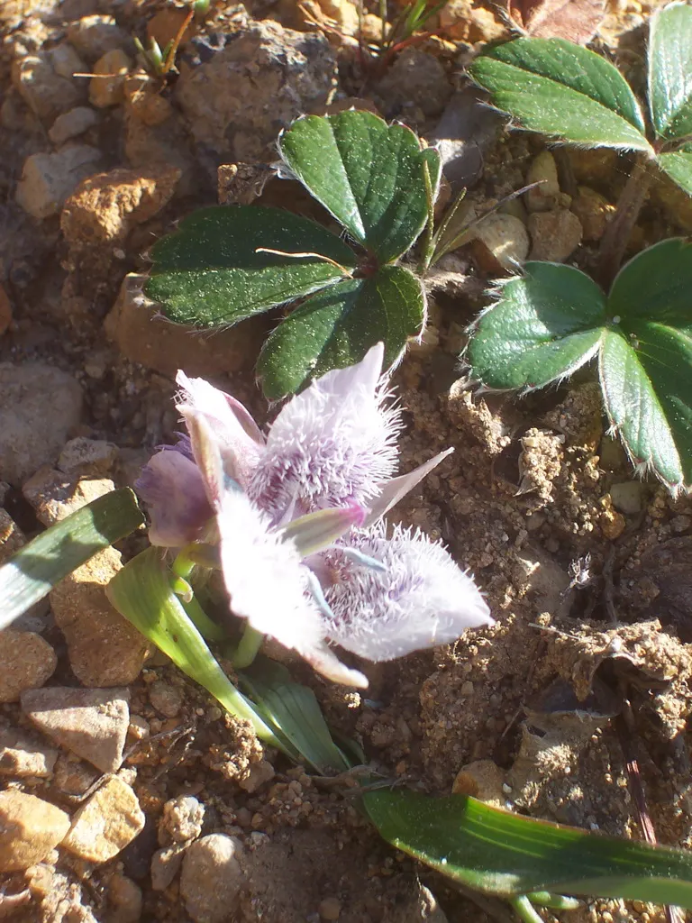 Pussy Ears (Calochortus Tolmiei) — Optimal growth occurs in full sun to part shade, in well-draining soil