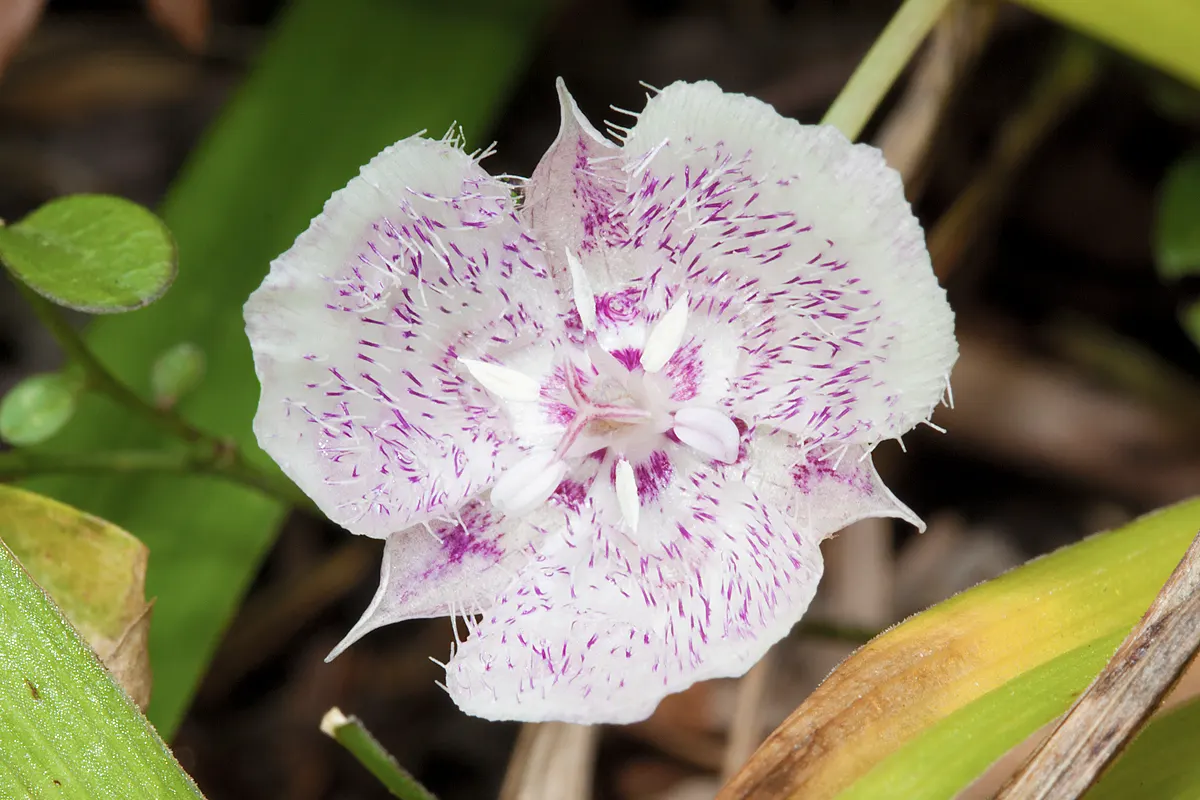 Pussy Ears (Calochortus Tolmiei) — cup-shaped flowers with white to lilac petals