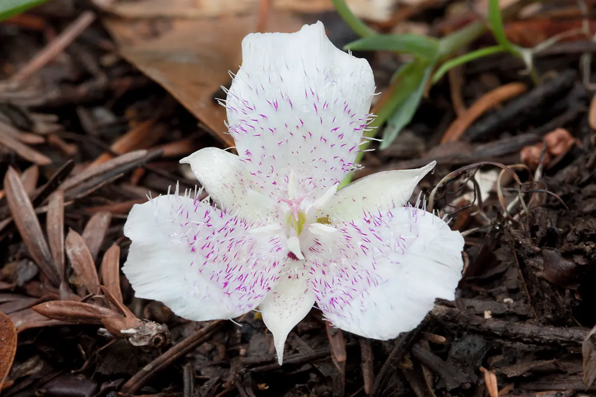 Pussy Ears (Calochortus Tolmiei) — each adorned with a distinctive purple spot at the base