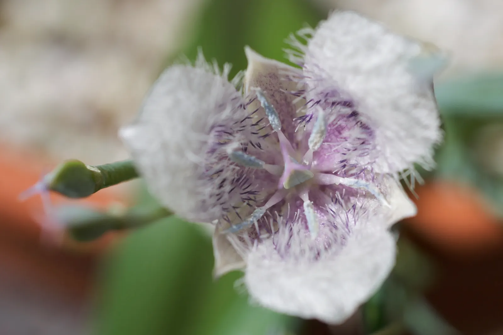 Pussy Ears (Calochortus Tolmiei) — this perennial herbaceous plant is part of the Lily family and flourishes in USDA hardiness zones 4 through 8
