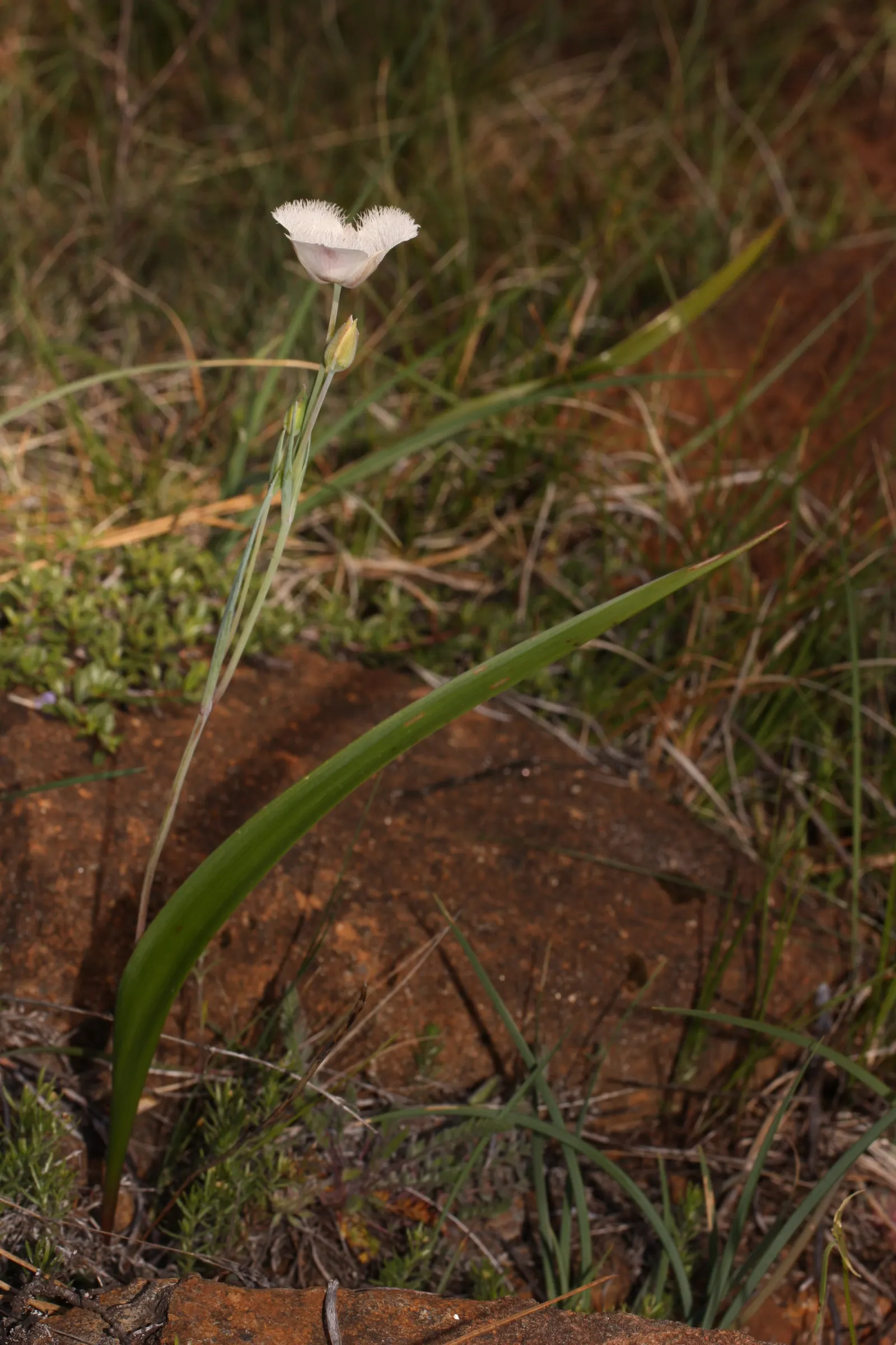 Pussy Ears (Calochortus Tolmiei) — slightly acidic to neutral in pH