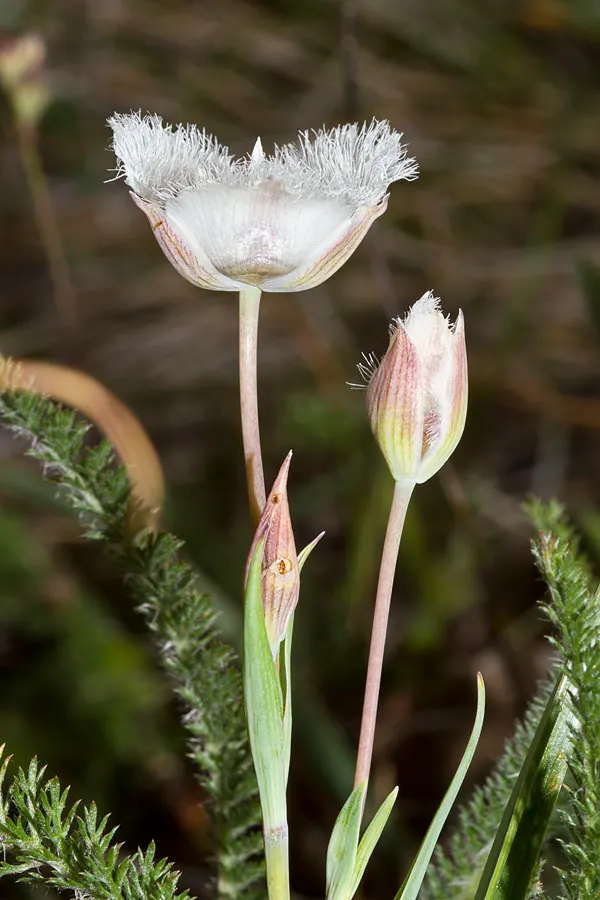 Pussy Ears (Calochortus Tolmiei) — and thrives in full sun to partial shade.<br><br>The plant typically grows to modest heights of 8 to 14 inches