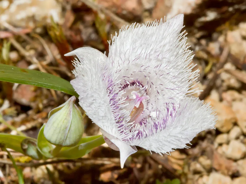 Pussy Ears (Calochortus Tolmiei) — Native to the Pacific Northwest