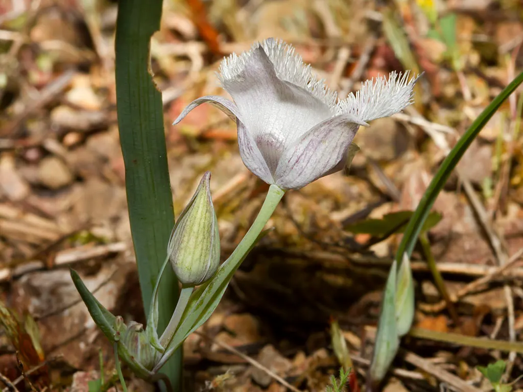 Pussy Ears (Calochortus Tolmiei) — sets the stage for an exquisite floral display from late spring into early summer