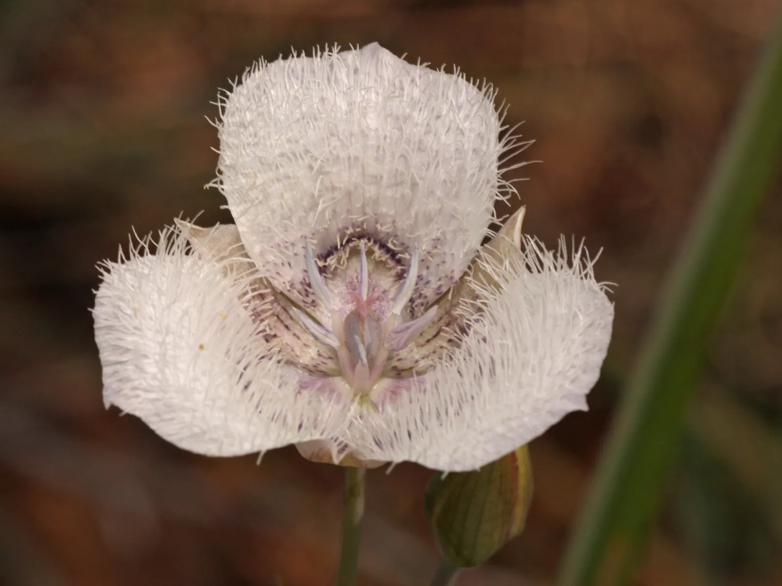 Pussy Ears (Calochortus Tolmiei) — is a charming bulbous perennial native to North America's western regions