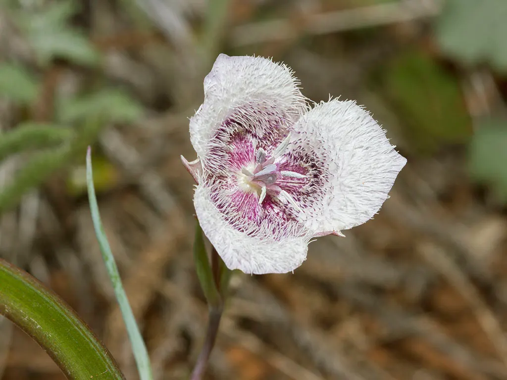 Pussy Ears (Calochortus Tolmiei) — It prefers well-draining soil