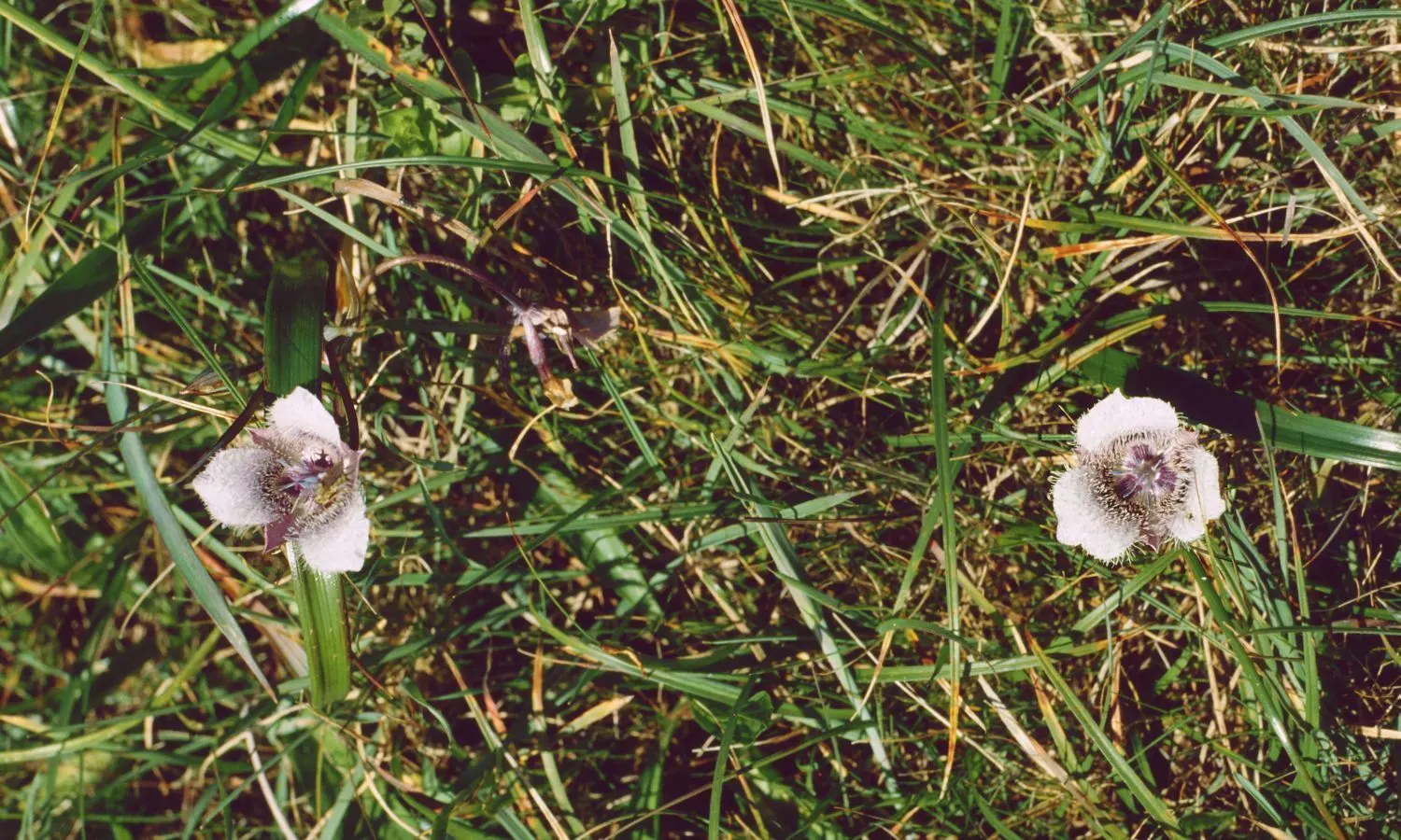 Pussy Ears (Calochortus Tolmiei) — notable for their delicate beauty and ease of care