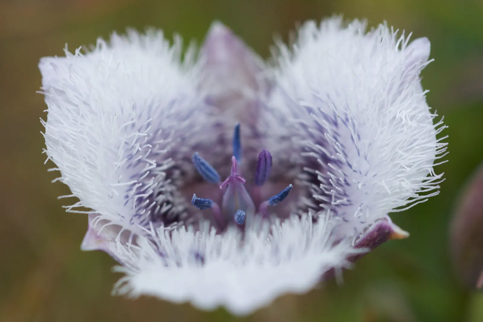 Pussy Ears (Calochortus Tolmiei) — present a charming addition to garden compositions