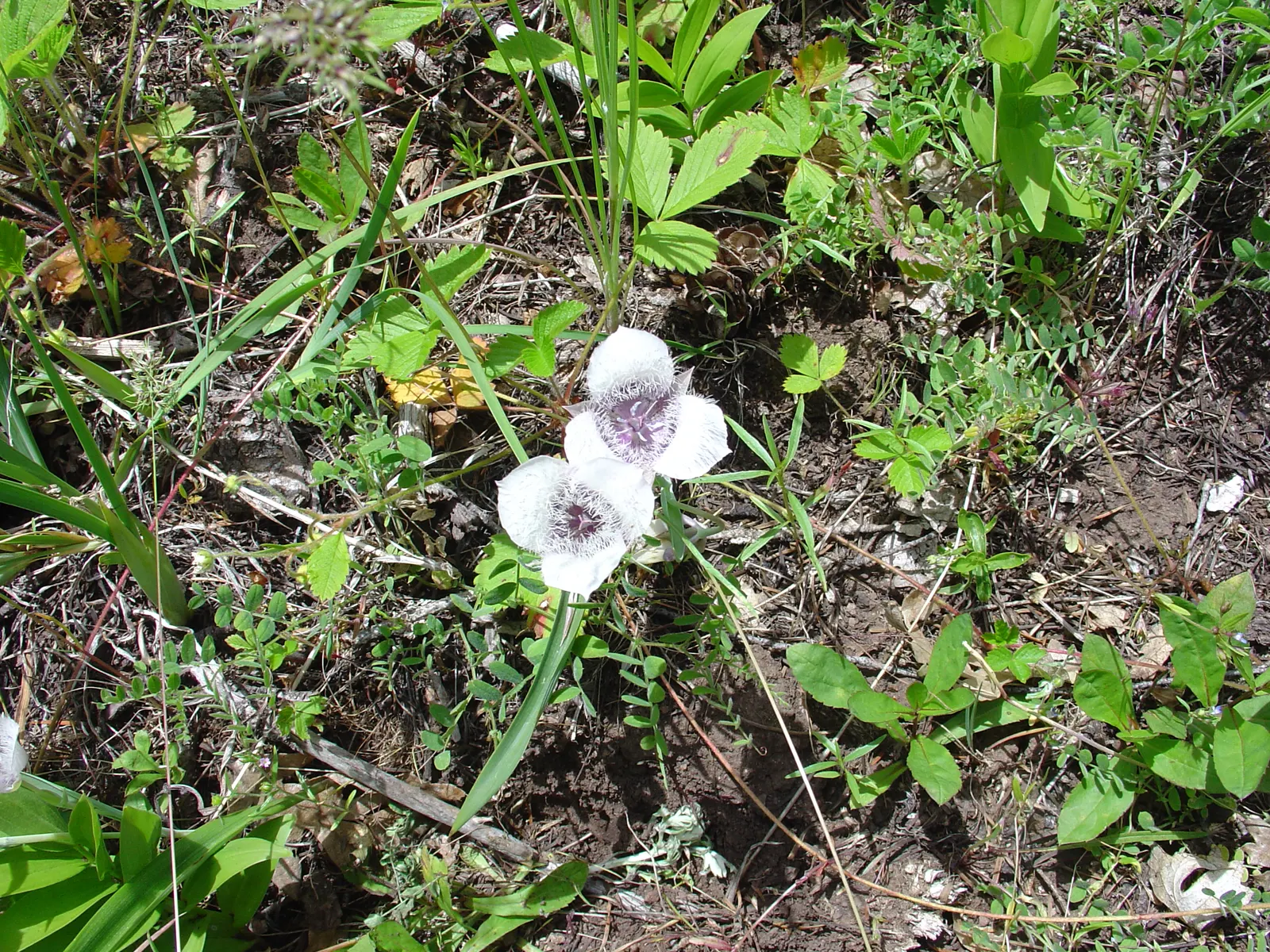 Pussy Ears (Calochortus Tolmiei) — approximately 1 to 2 inches across