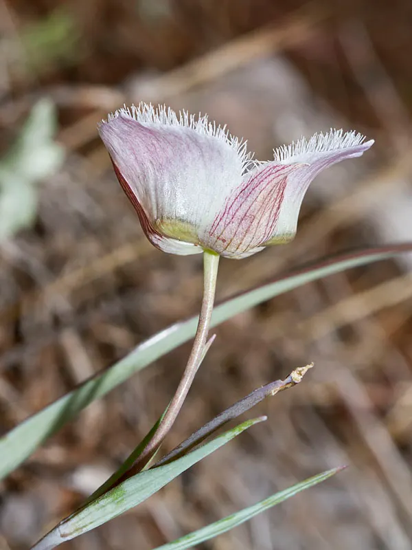 Pussy Ears (Calochortus Tolmiei) — Pussy Ears requires moderate watering