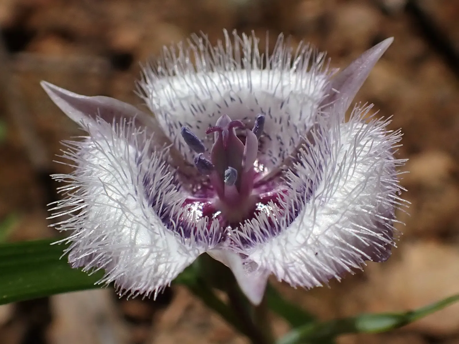 Pussy Ears (Calochortus Tolmiei) — making it suitable for front-of-border placements or as a feature in rock gardens