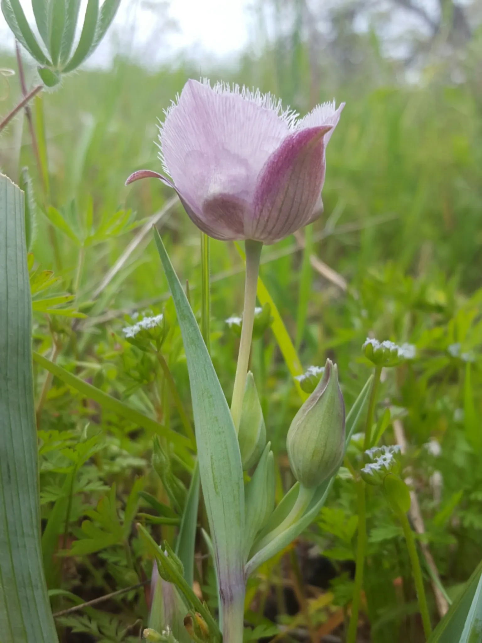 Pussy Ears (Calochortus Tolmiei) — commonly called Pussy Ears
