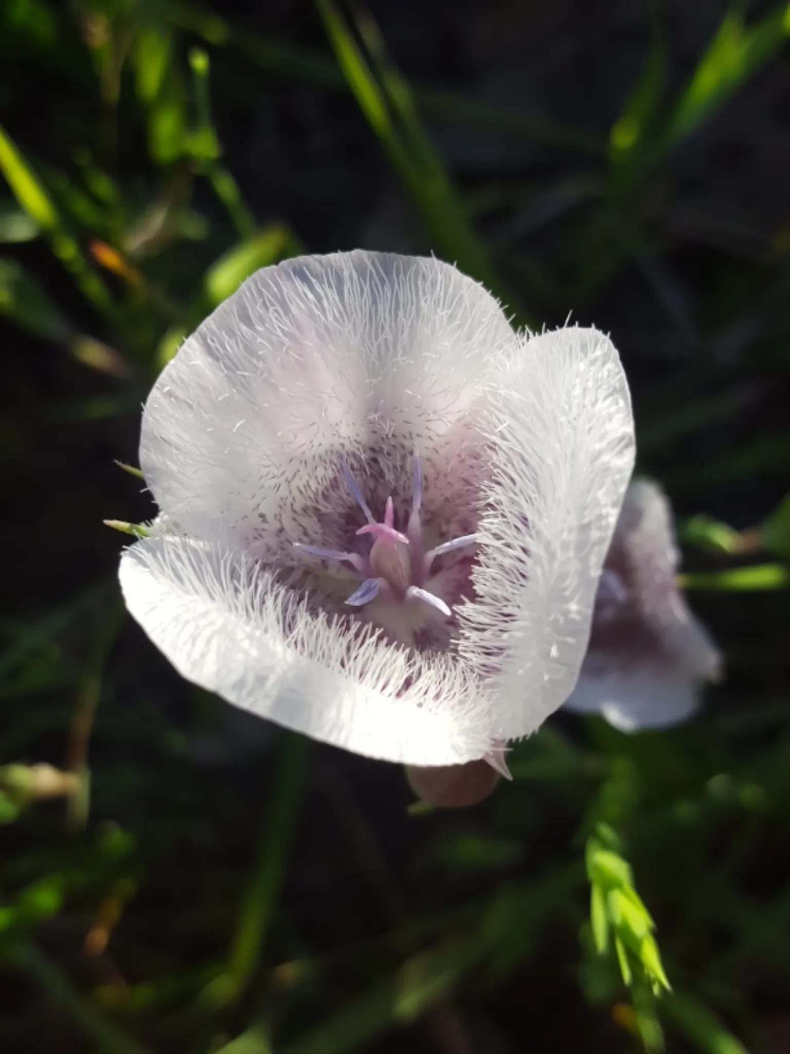 Pussy Ears (Calochortus Tolmiei) — scientifically known as Calochortus tolmiei