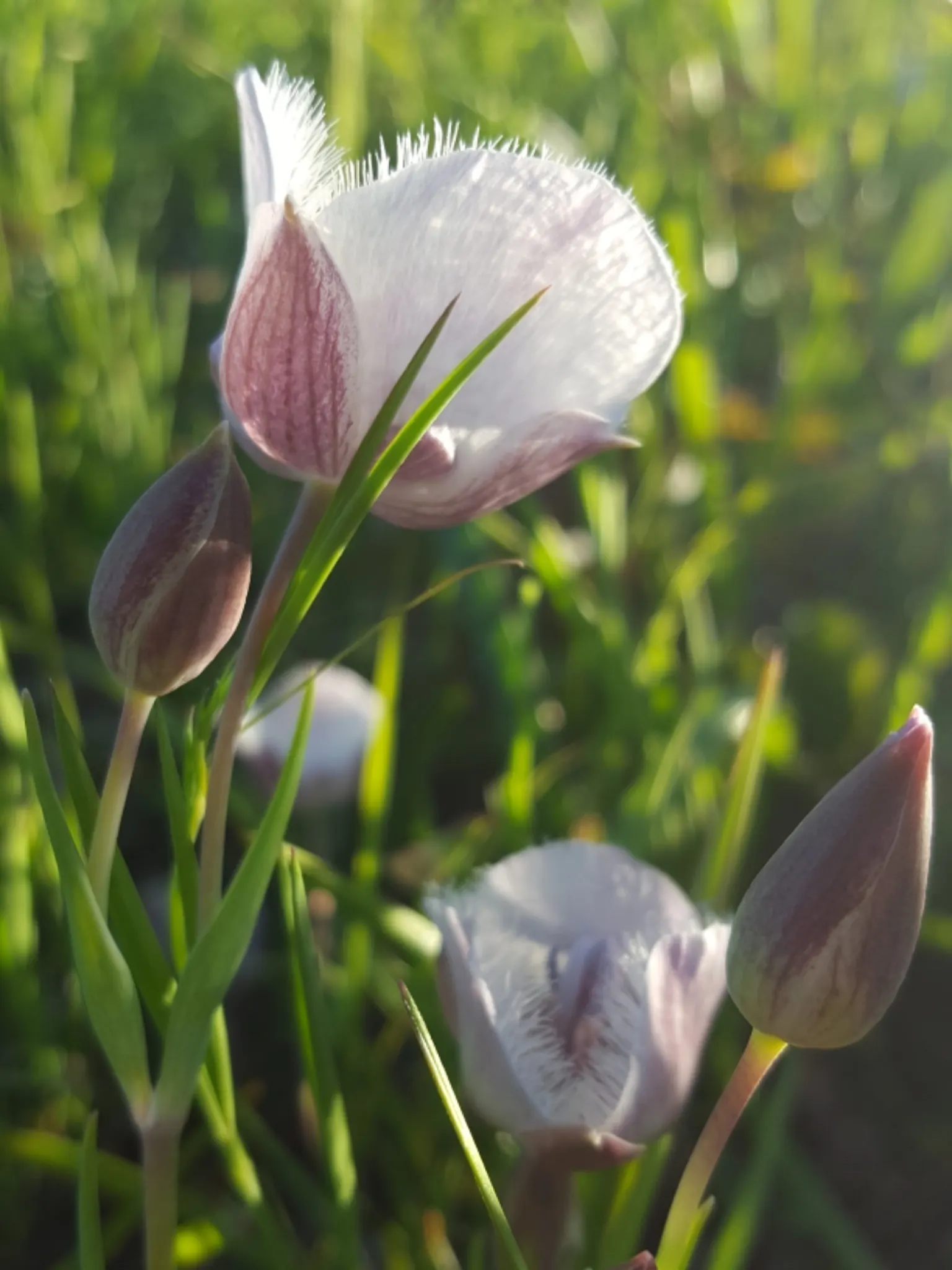 Pussy Ears (Calochortus Tolmiei) — The lavender to white blooms