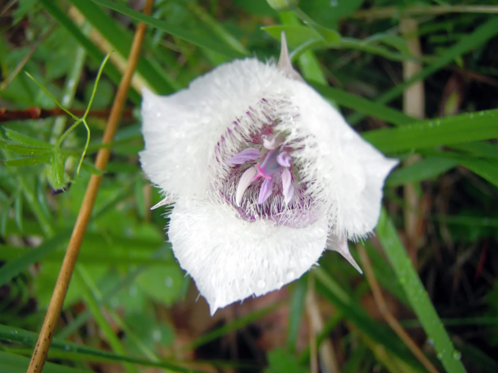 Pussy Ears (Calochortus Tolmiei) — Thriving in USDA zones 5-9, this plant reaches a modest height of about 18 inches