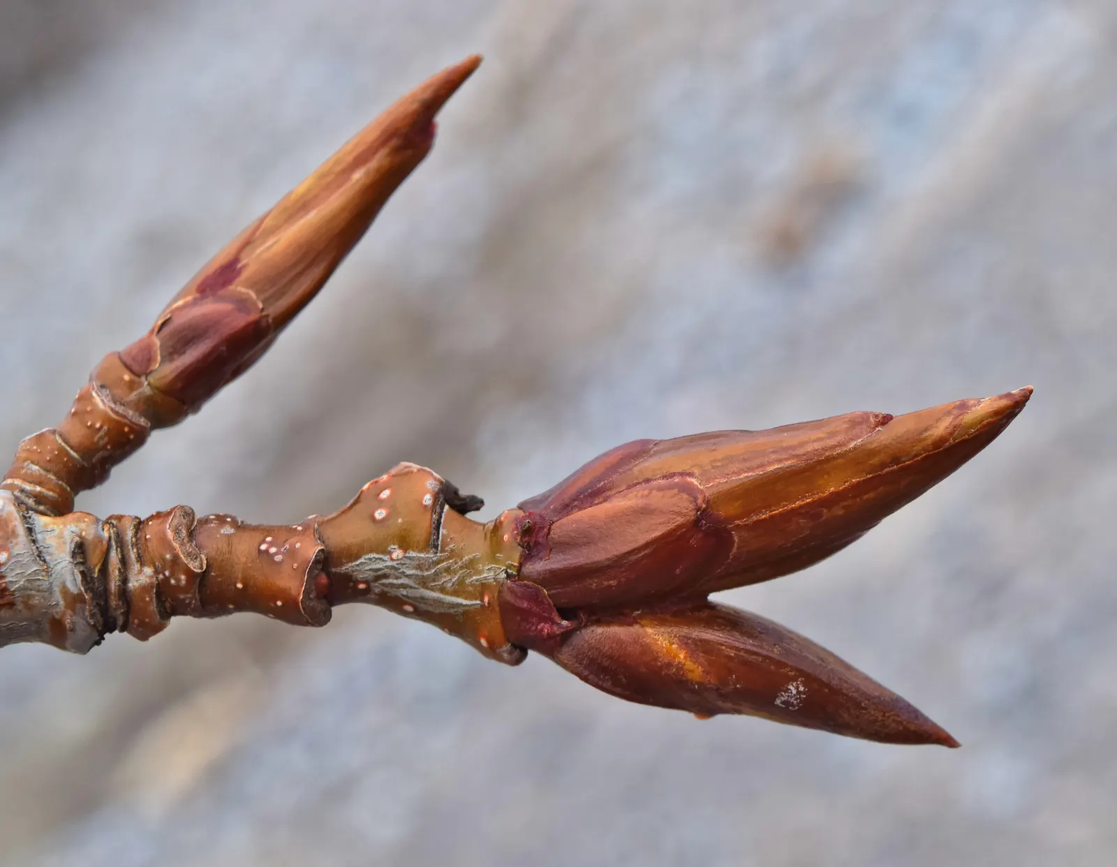 Lombardy Poplar (Populus Nigra 'Italica') — the Lombardy Poplar suits narrow spaces or can be used to form a dense screen when planted in a tight, image 26