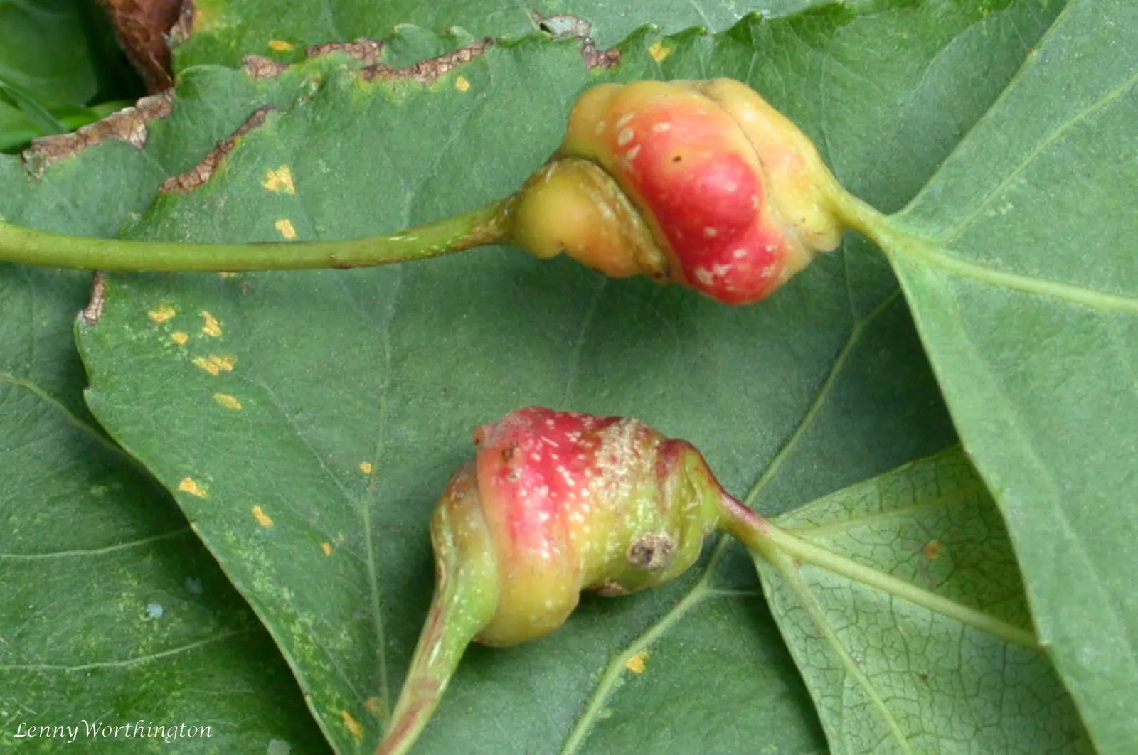 Lombardy Poplar (Populus Nigra 'Italica') — reaching up to 60 feet in height with a spread of 10-15 feet; providing a shimmering effect as they, image 36