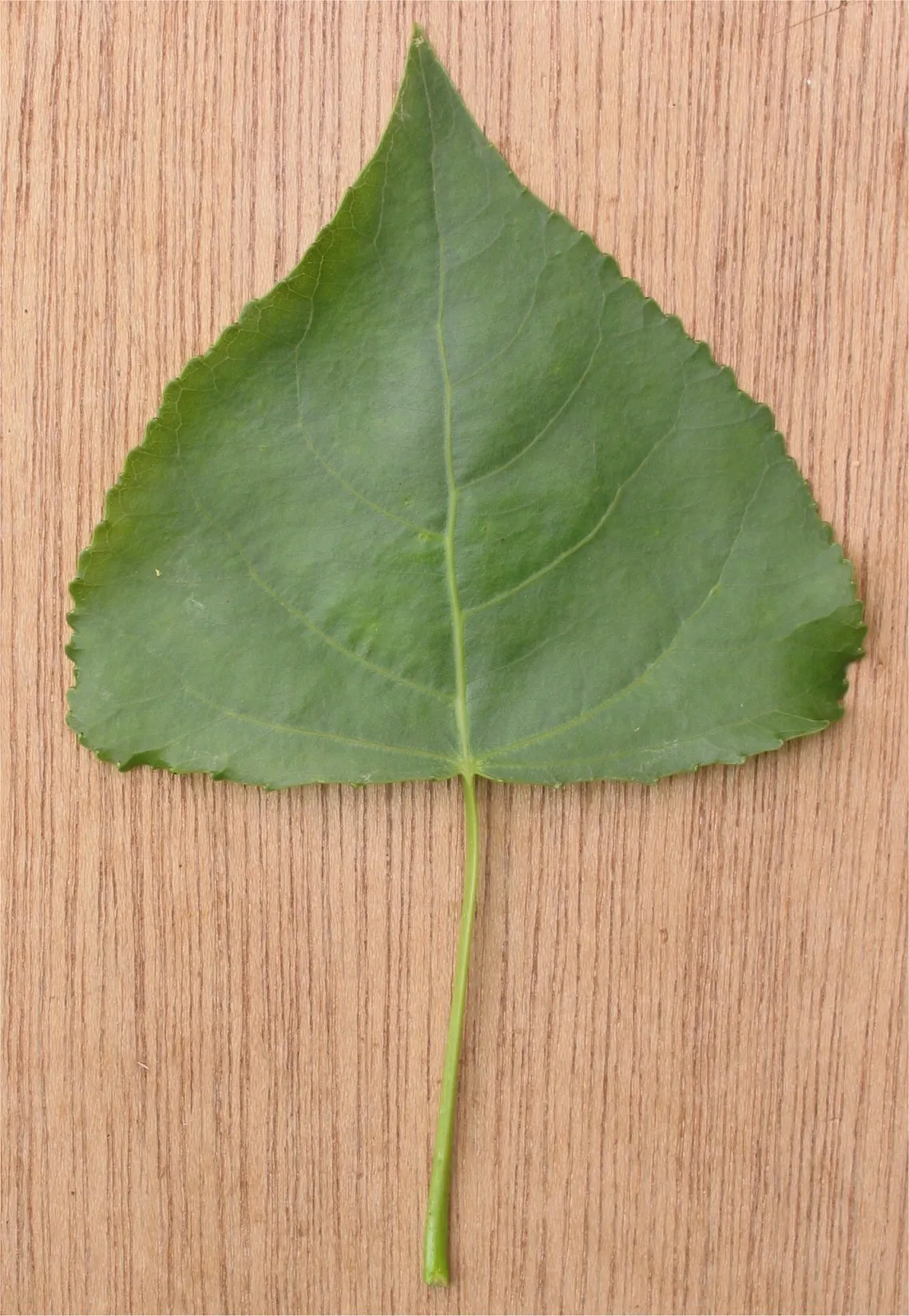 Lombardy Poplar (Populus Nigra 'Italica') — Known for its upright branches and narrow shape, it provides a strong vertical accent in landscape designs