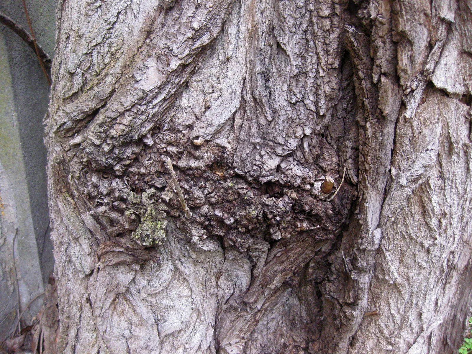 Lombardy Poplar (Populus Nigra 'Italica') — the Lombardy Poplar thrives in full sun to partial shade and is adaptable to a range of soil types