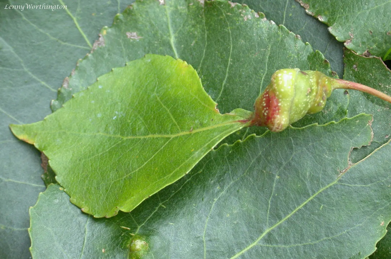 Lombardy Poplar (Populus Nigra 'Italica') — the Lombardy Poplar suits narrow spaces or can be used to form a dense screen when planted in a tight, image 60
