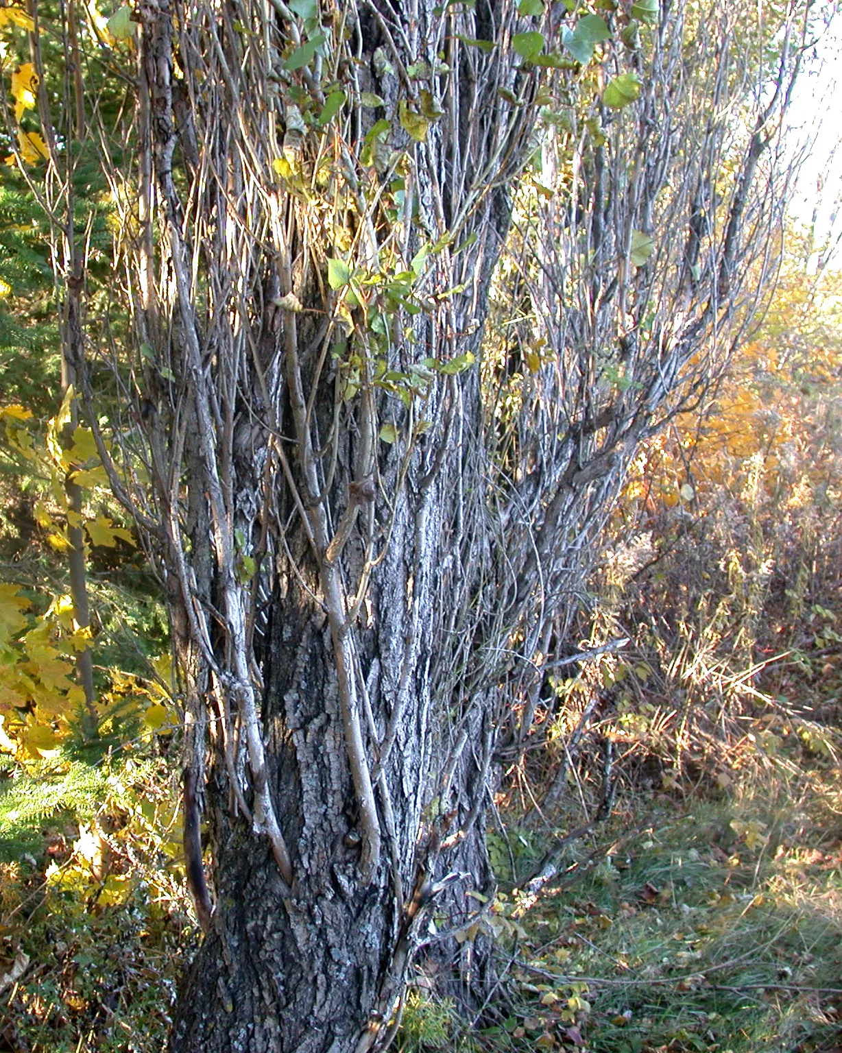 Lombardy Poplar (Populus Nigra 'Italica') — Regular watering and occasional pruning to shape its fast growth are essential care practices; famed, image 50