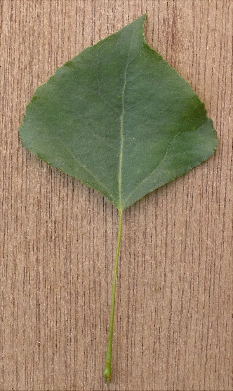 Lombardy Poplar (Populus Nigra 'Italica') — is a distinctly narrow and upright tree; plant in full sun and well-draining soil for optimal growth.\n, image 57