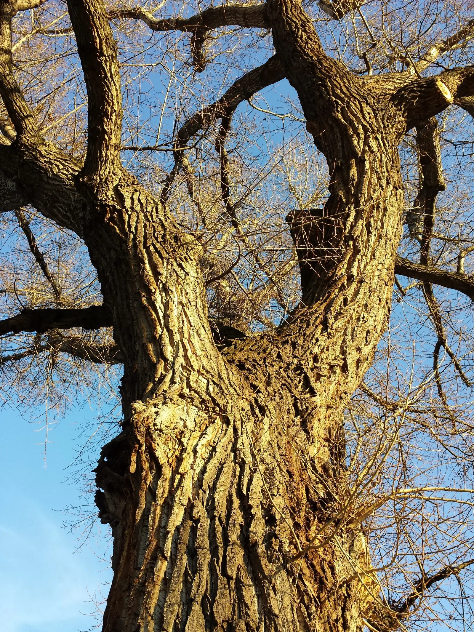 Lombardy Poplar (Populus Nigra 'Italica') — The Lombardy Poplar (Populus nigra 'Italica') is a fast-growing