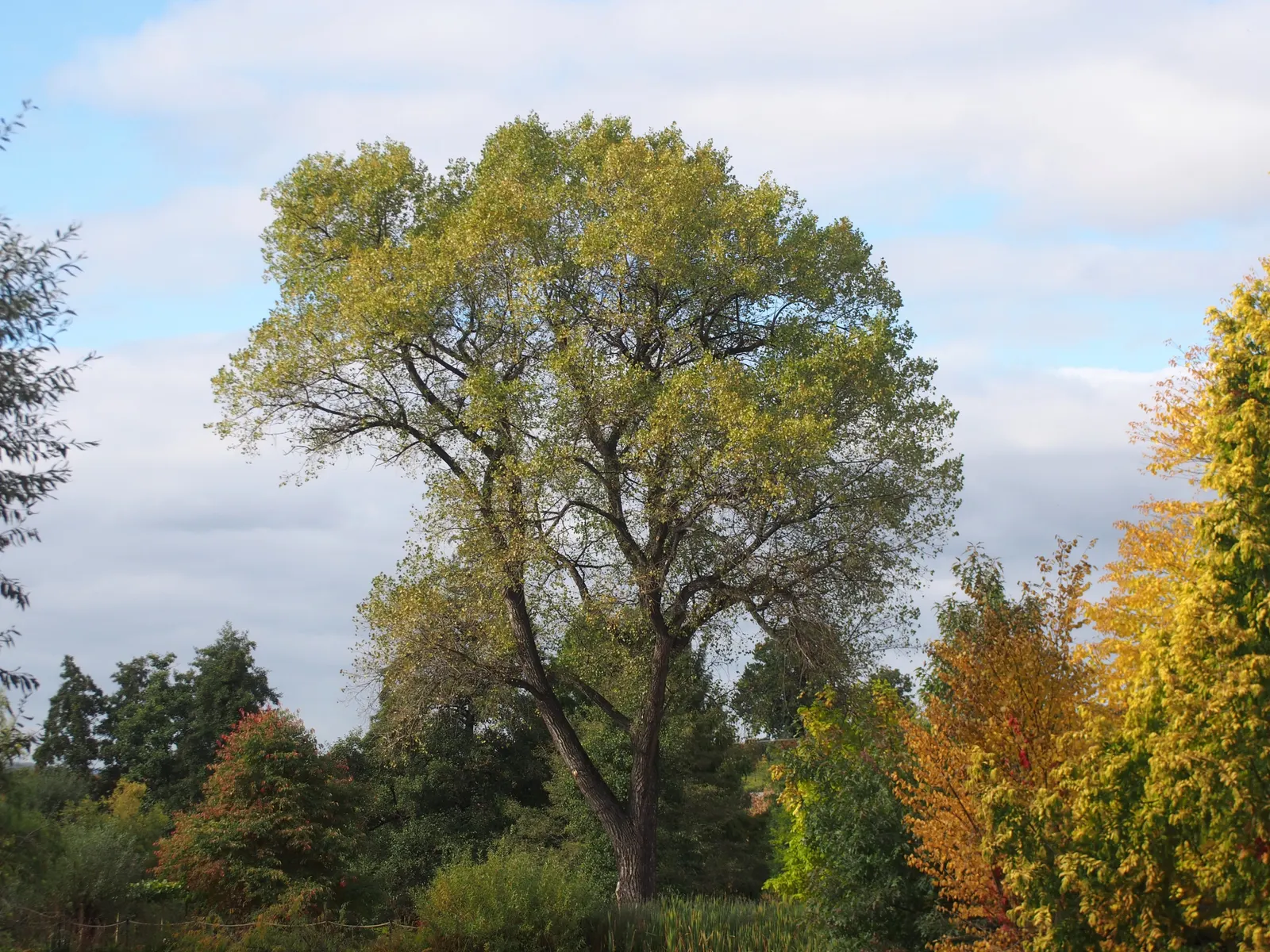 Lombardy Poplar (Populus Nigra 'Italica') — This cultivar of the black poplar likely originated from Northern Italy in the 17th century; reaching up to 60 feet