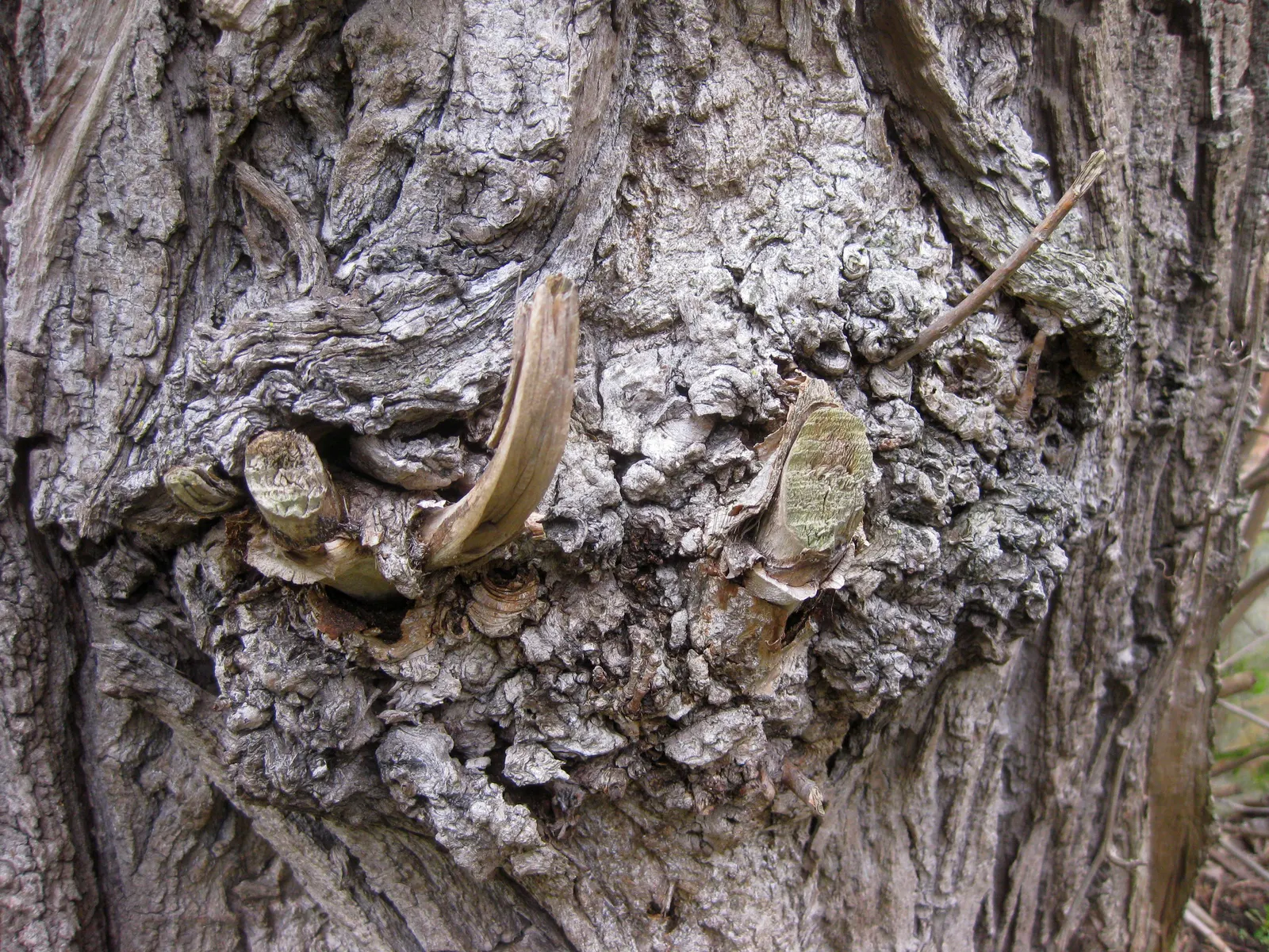 Lombardy Poplar (Populus Nigra 'Italica') — reaching up to 60 feet in height with a spread of 10-15 feet