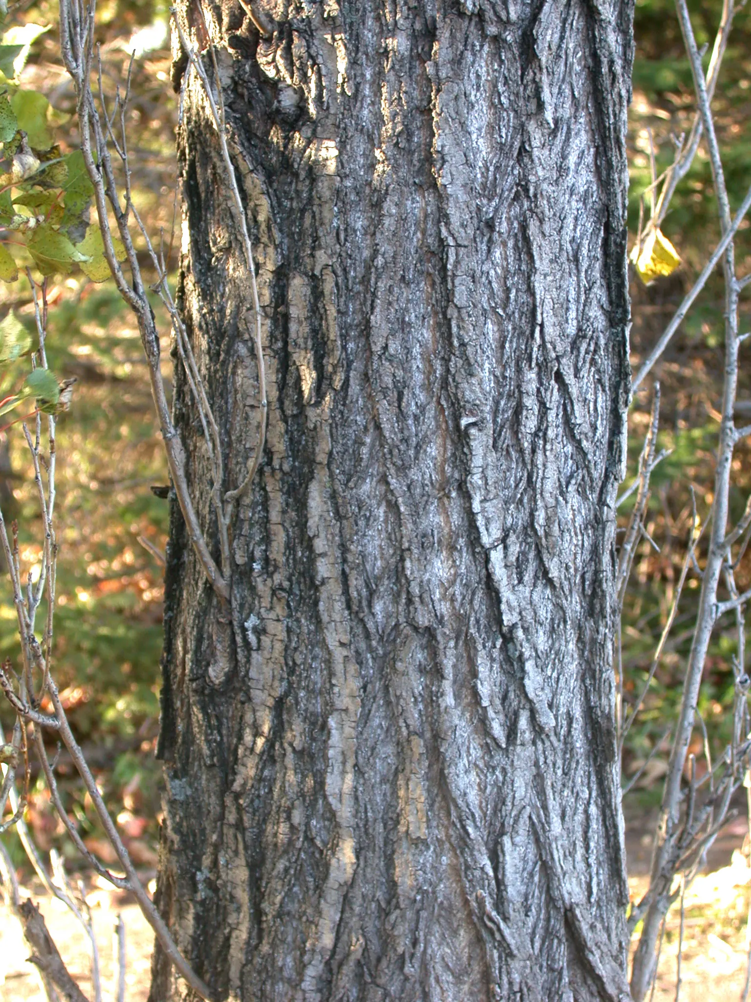 Lombardy Poplar (Populus Nigra 'Italica') — famed for its fastigiated branching pattern that presents an almost columnar silhouette; these, image 41