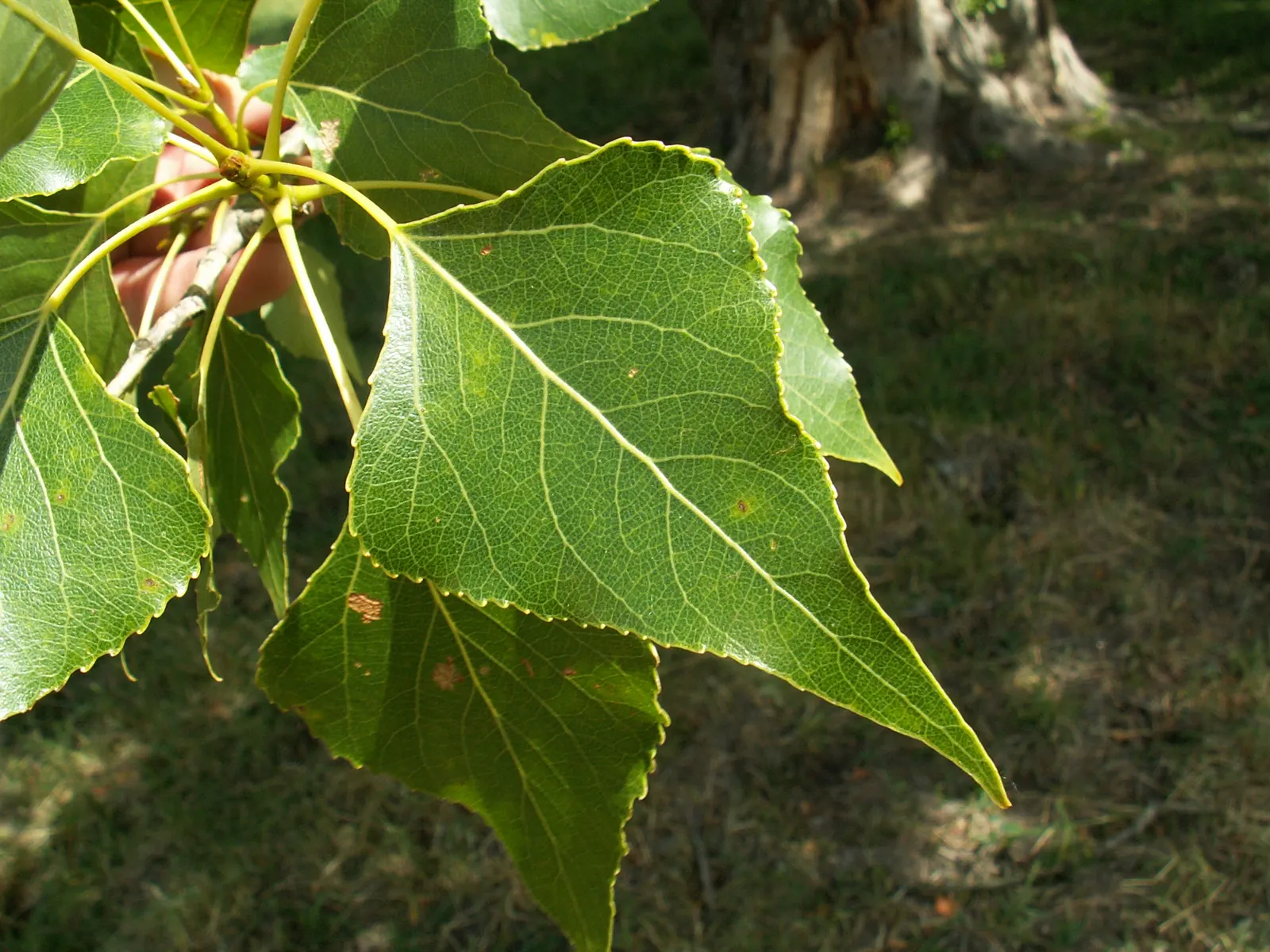 Lombardy Poplar (Populus Nigra 'Italica') — Plant in full sun and well-draining soil for optimal growth.\n