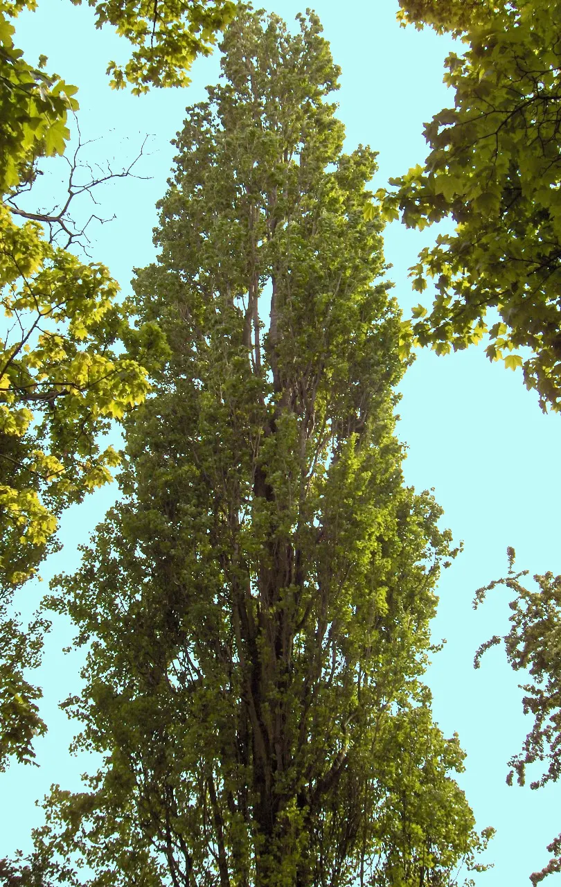 Lombardy Poplar (Populus Nigra 'Italica') — the Lombardy Poplar thrives in full sun to partial shade and is adaptable to a range of soil types; its, image 48