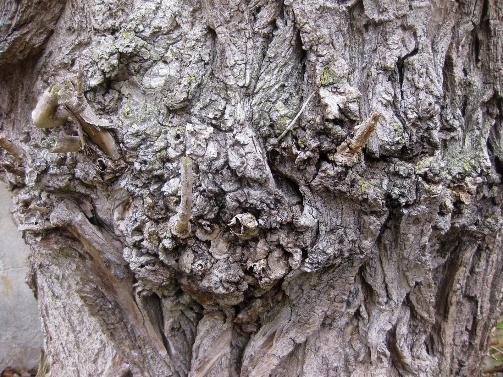 Lombardy Poplar (Populus Nigra 'Italica') — With green, glossy leaves that turn yellow in fall, it's ideal for creating privacy screens or windbreaks; this