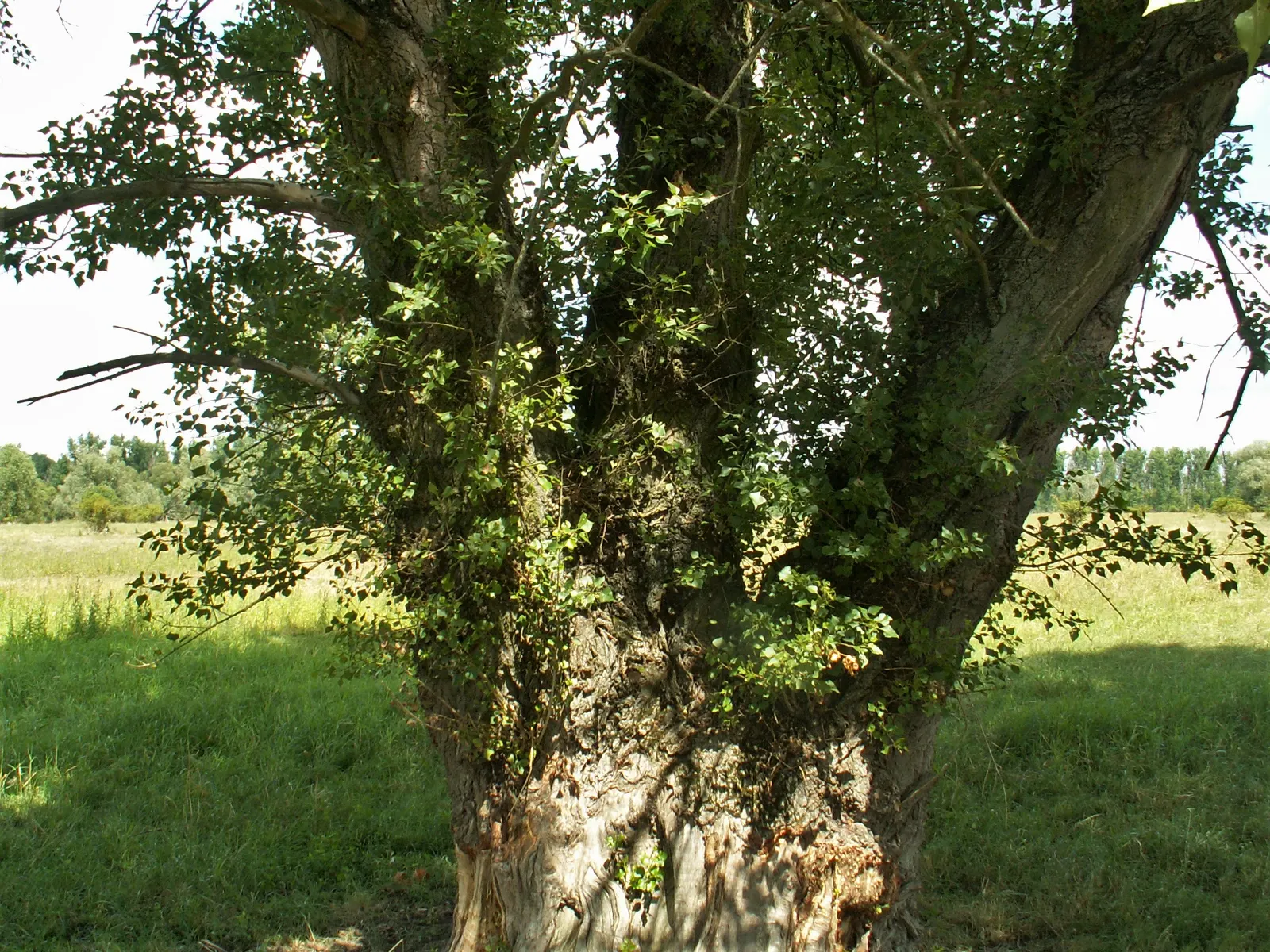 Lombardy Poplar (Populus Nigra 'Italica') — Its leaves are diamond-shaped with a glossy green surface and pale undersides; regular watering and, image 61