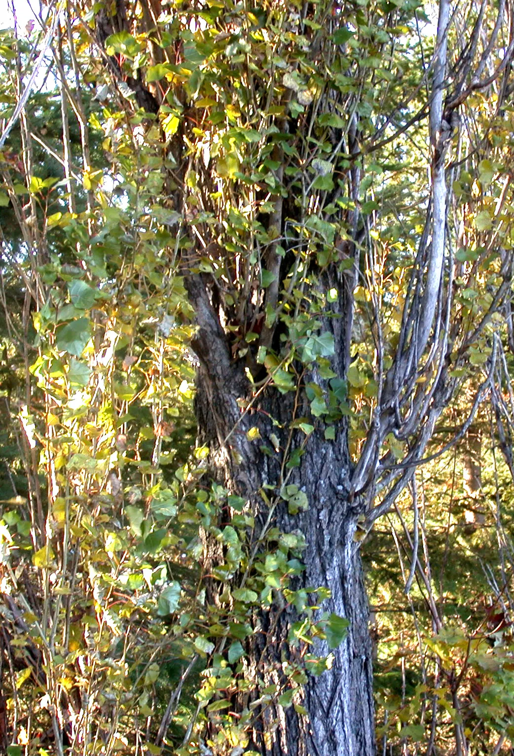 Lombardy Poplar (Populus Nigra 'Italica') — reaching up to 60 feet in height with a spread of 10-15 feet; providing a shimmering effect as they, image 53