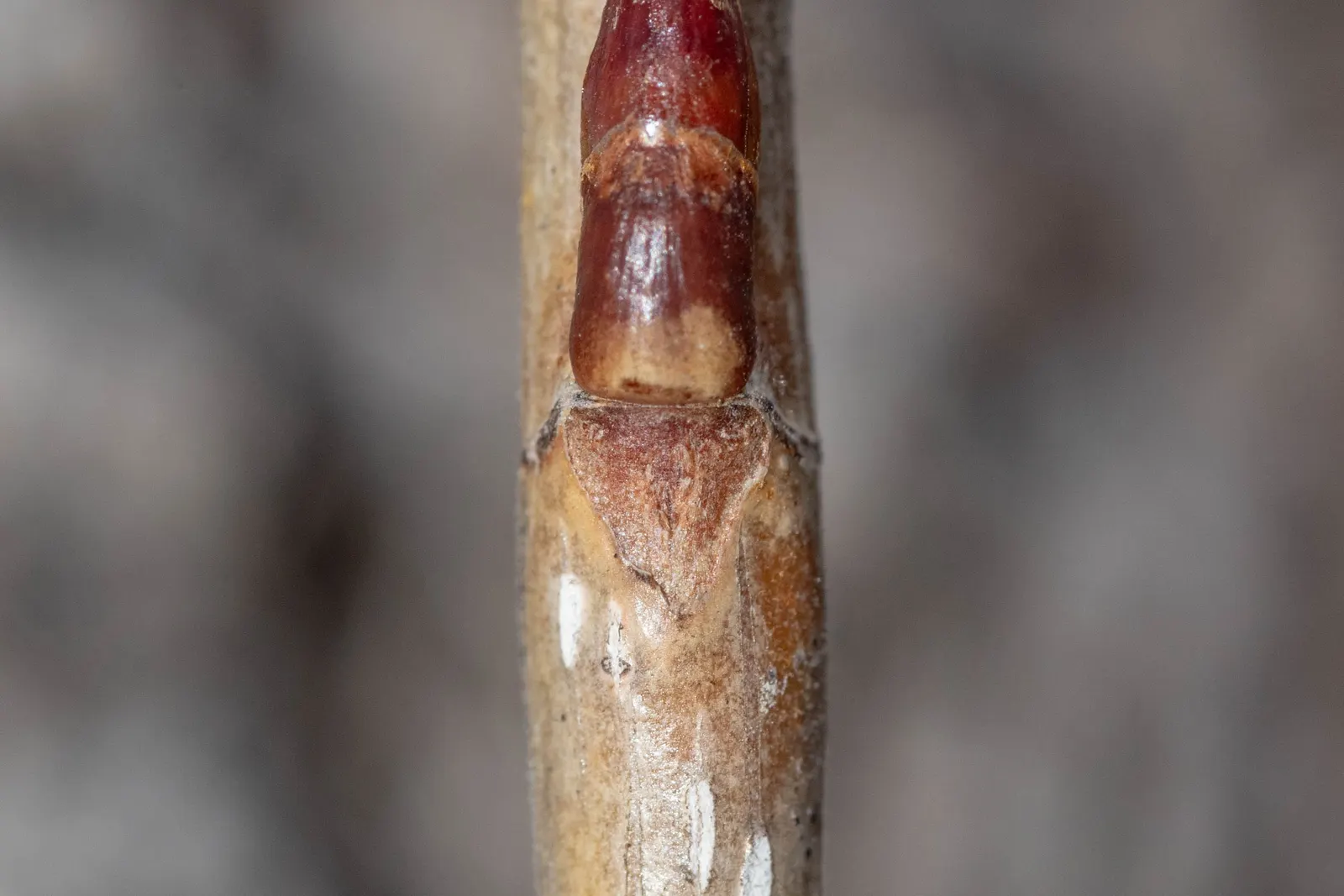 Lombardy Poplar (Populus Nigra 'Italica') — the Lombardy Poplar suits narrow spaces or can be used to form a dense screen when planted in a tight, image 43