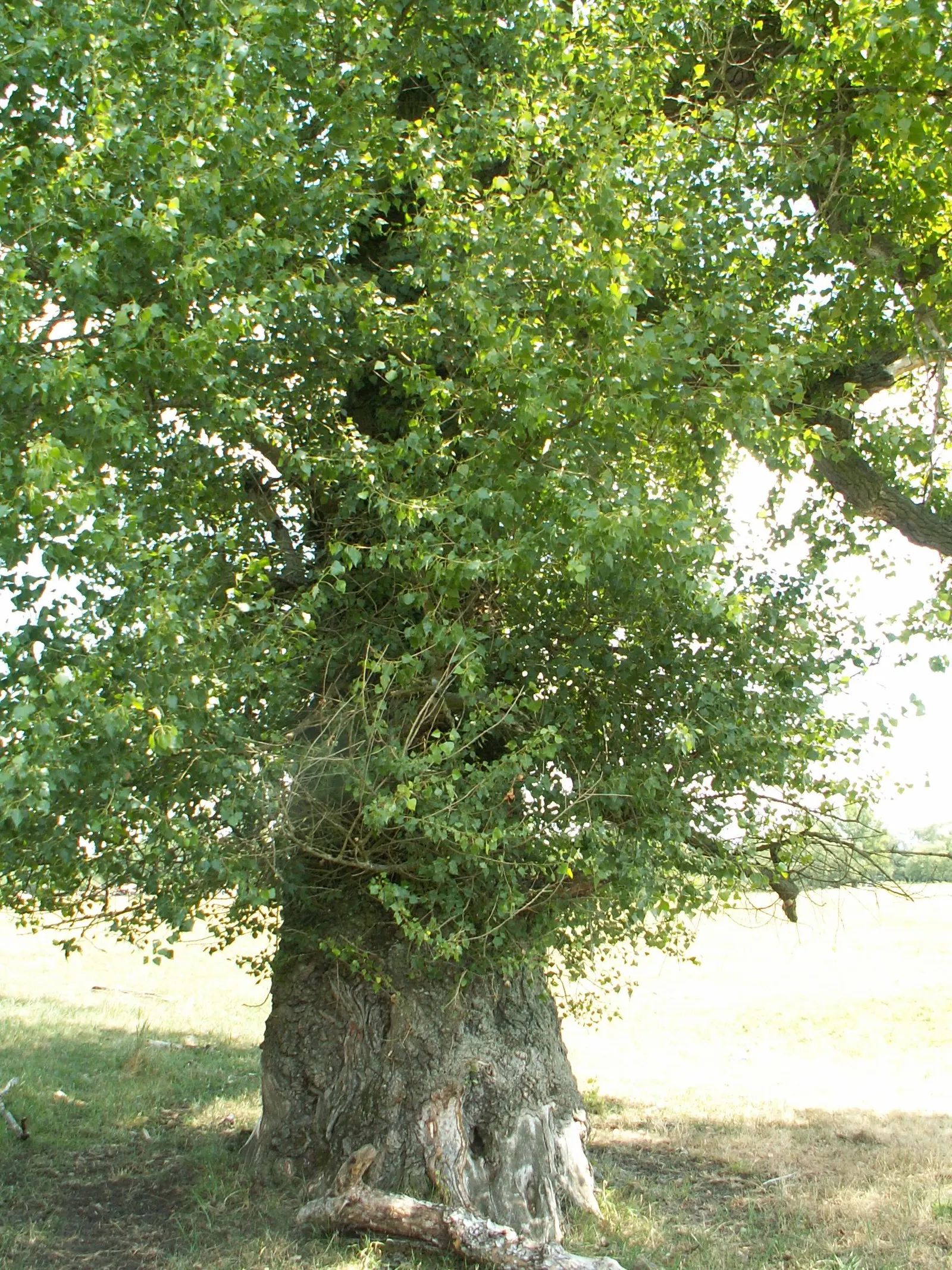 Lombardy Poplar (Populus Nigra 'Italica') — Its leaves are diamond-shaped with a glossy green surface and pale undersides