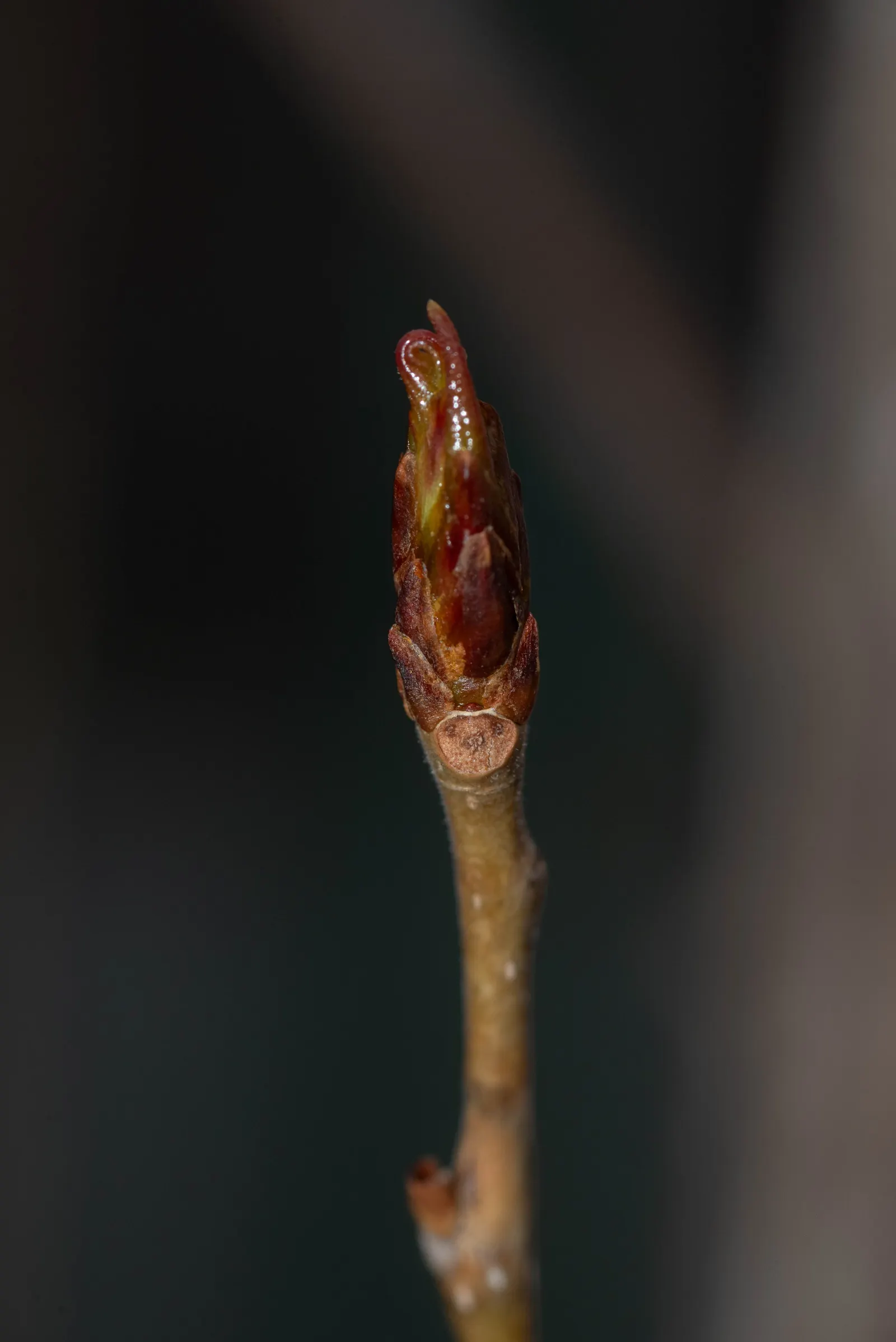 Lombardy Poplar (Populus Nigra 'Italica') — although it prefers moist; tree for full, image 49