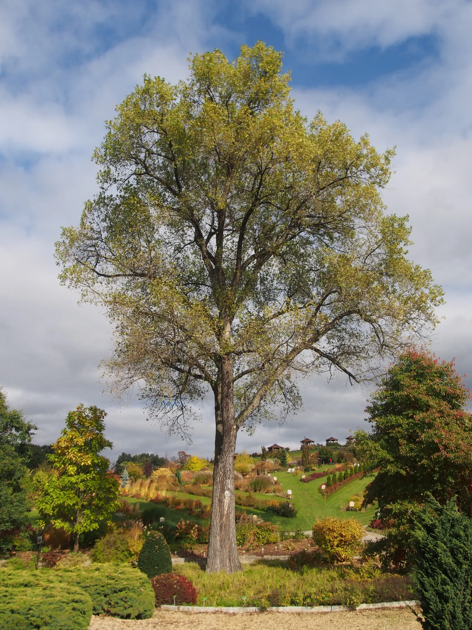 Lombardy Poplar (Populus Nigra 'Italica') — offering a brief yet dramatic seasonal display.<br><br>Hardy in USDA zones 3 to 9; known for its upright branches