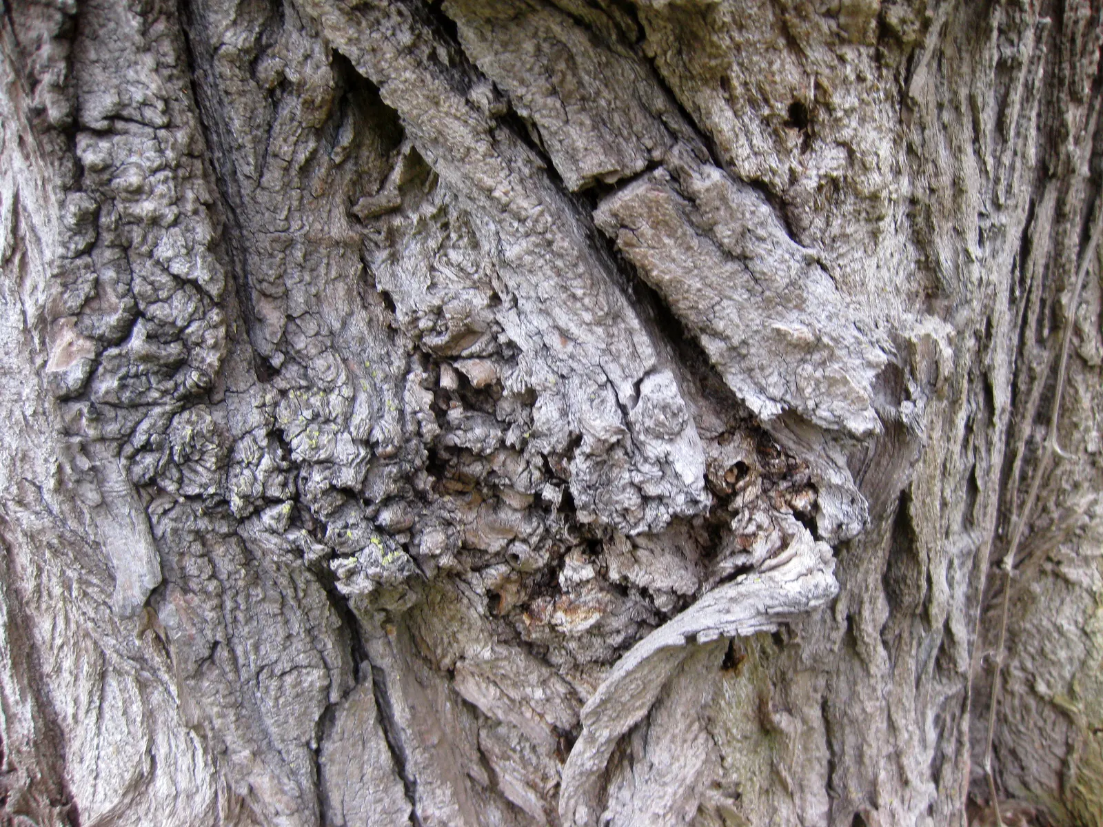 Lombardy Poplar (Populus Nigra 'Italica') — Regular watering and occasional pruning to shape its fast growth are essential care practices; famed for its
