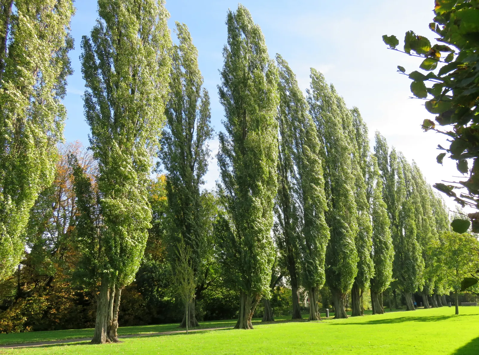 Lombardy Poplar (Populus Nigra 'Italica') — This cultivar of the black poplar likely originated from Northern Italy in the 17th century; reaching, image 42